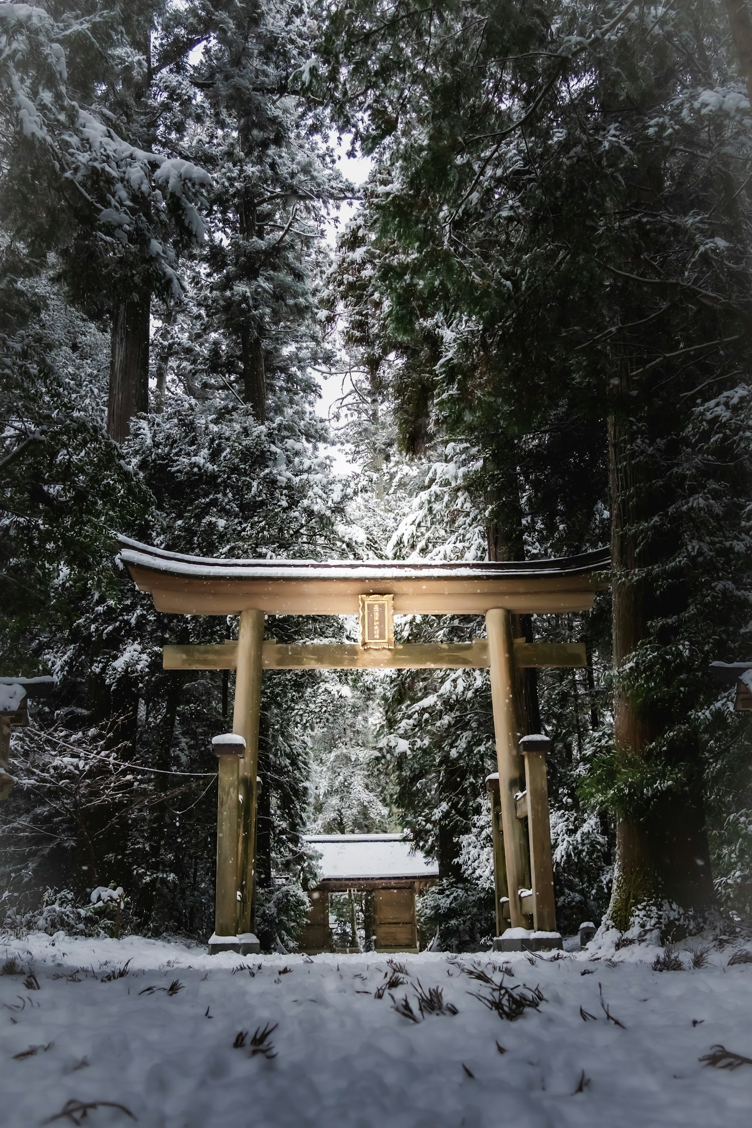 Torii gate and small shrine in a snow-covered forest