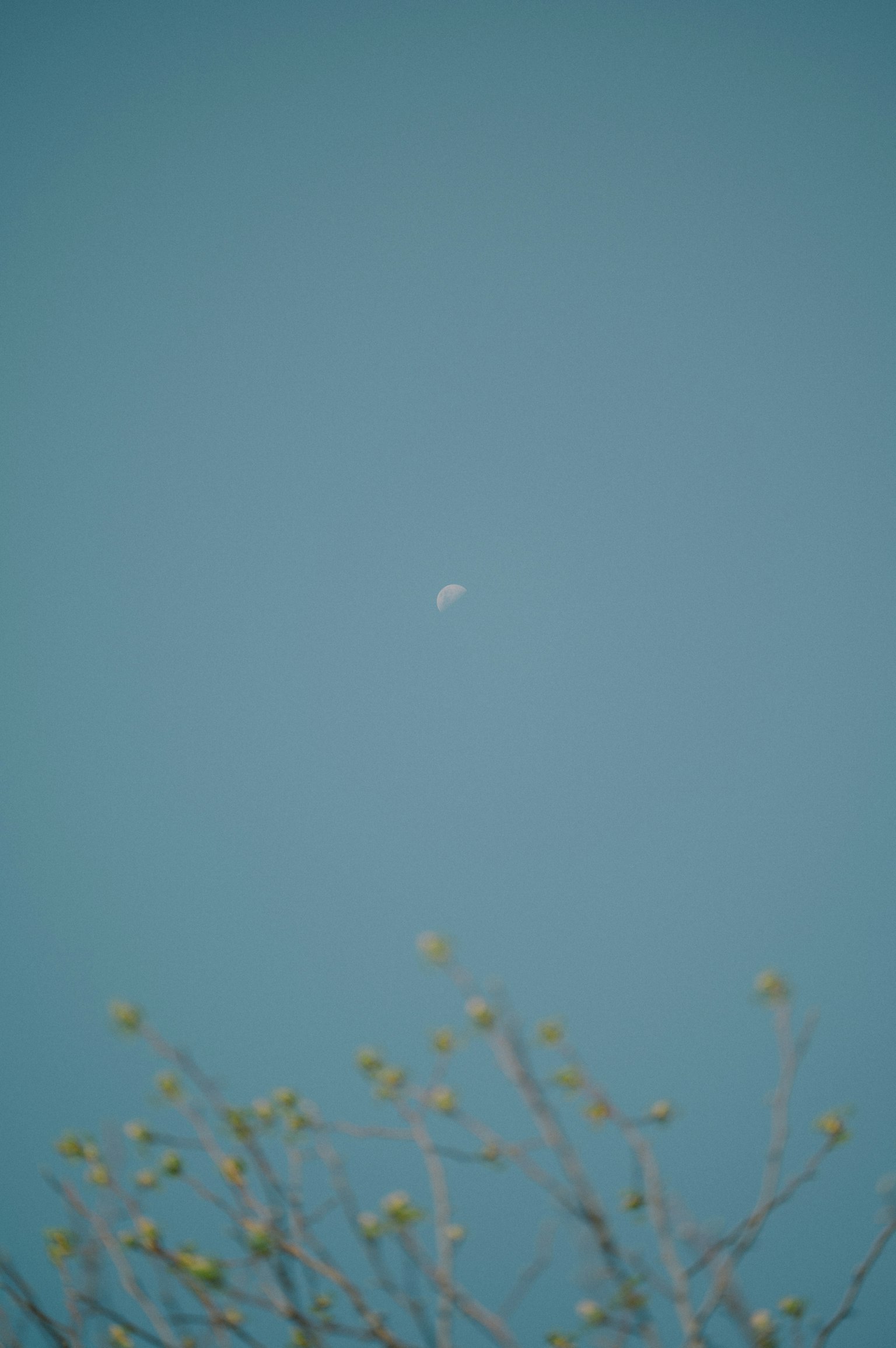 藍天中漂浮的白色物體和附近的樹枝
