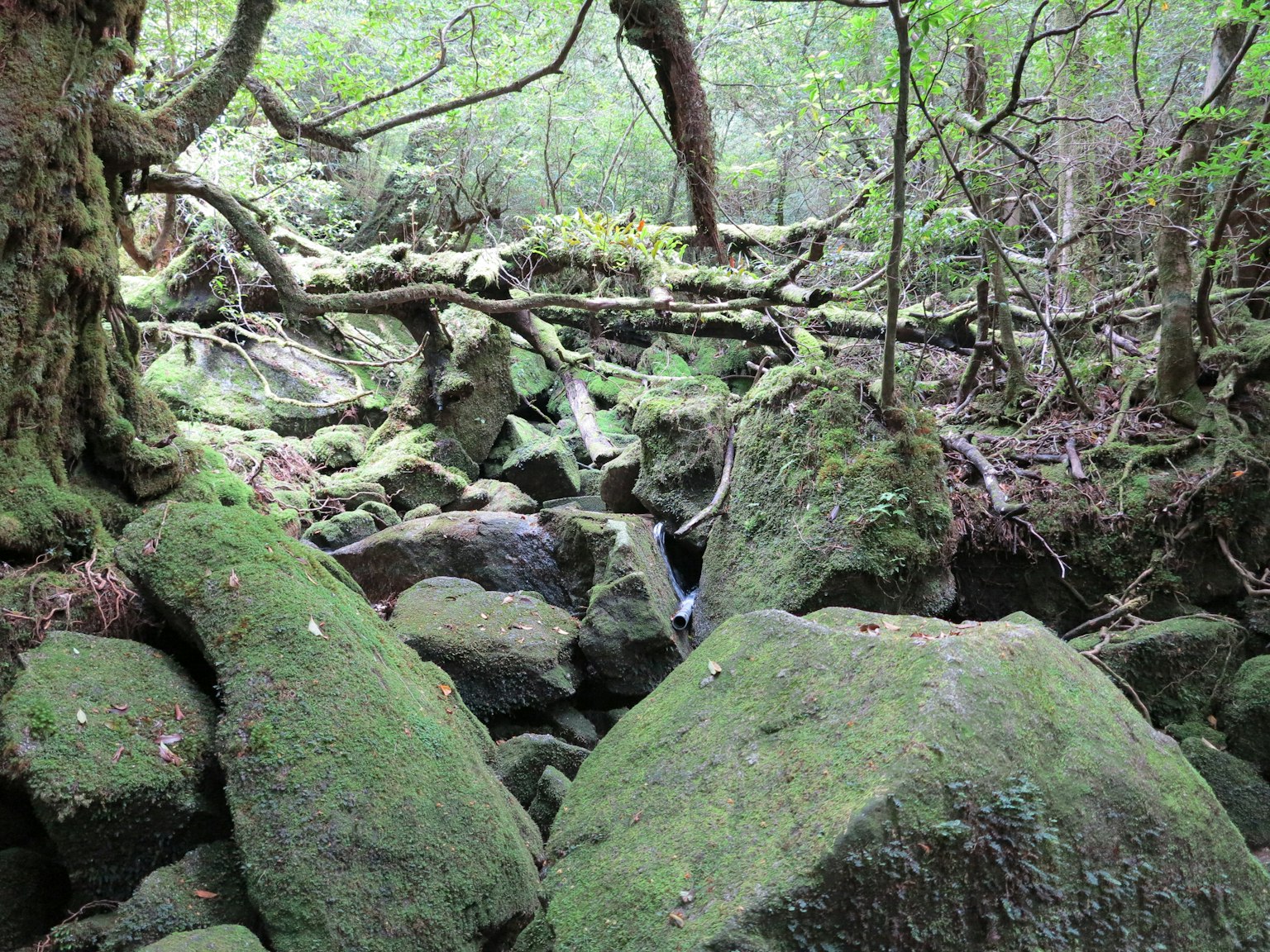 Scena forestale con rocce coperte di muschio e vegetazione fitta