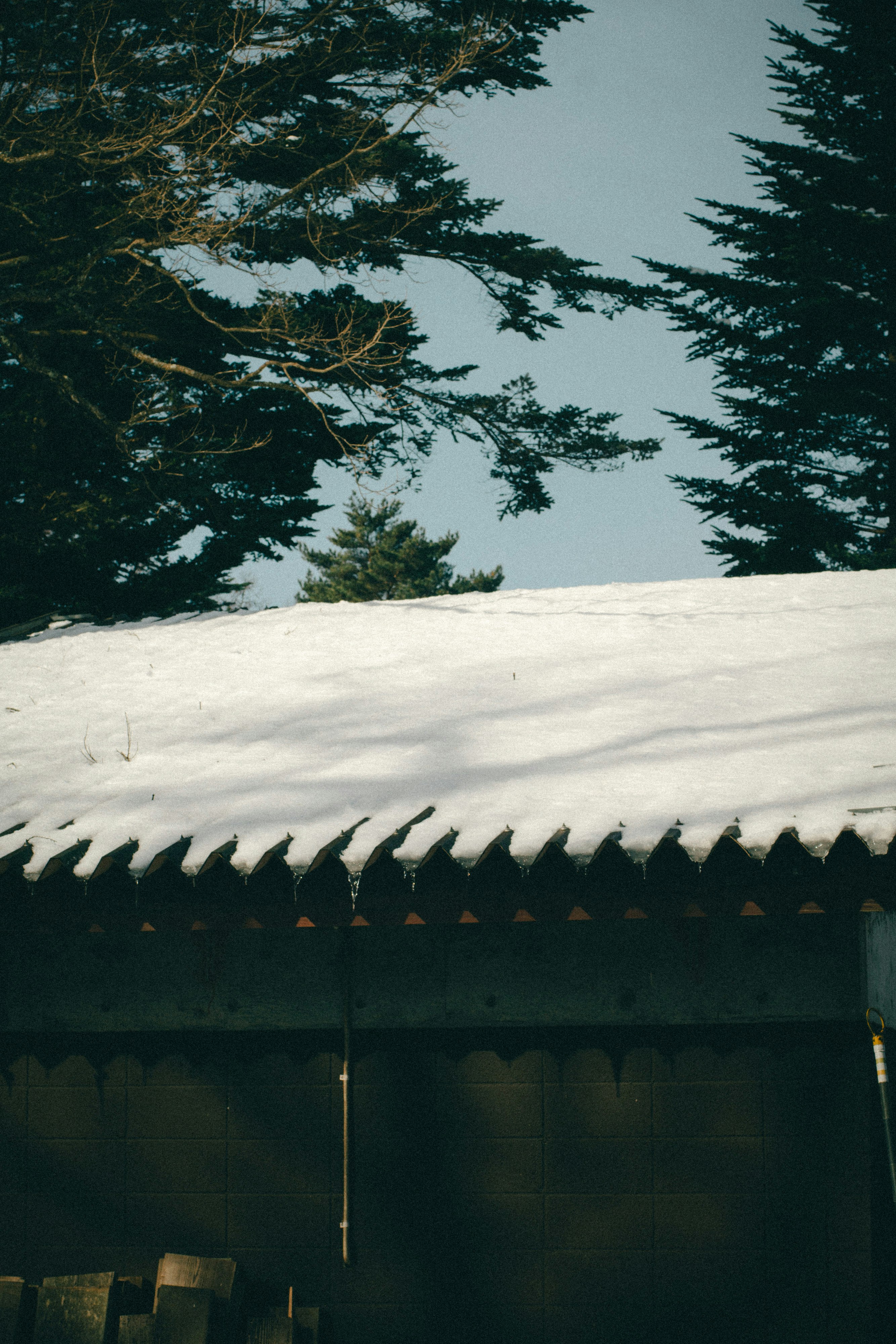 雪の上に広がる森の木々と小屋の屋根