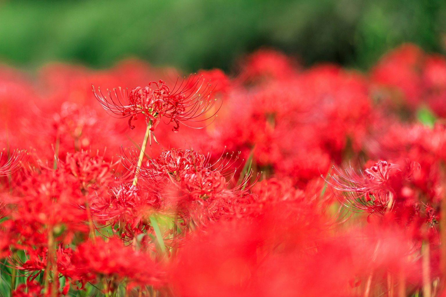 Un champ de lys araignée rouges vibrants en fleurs