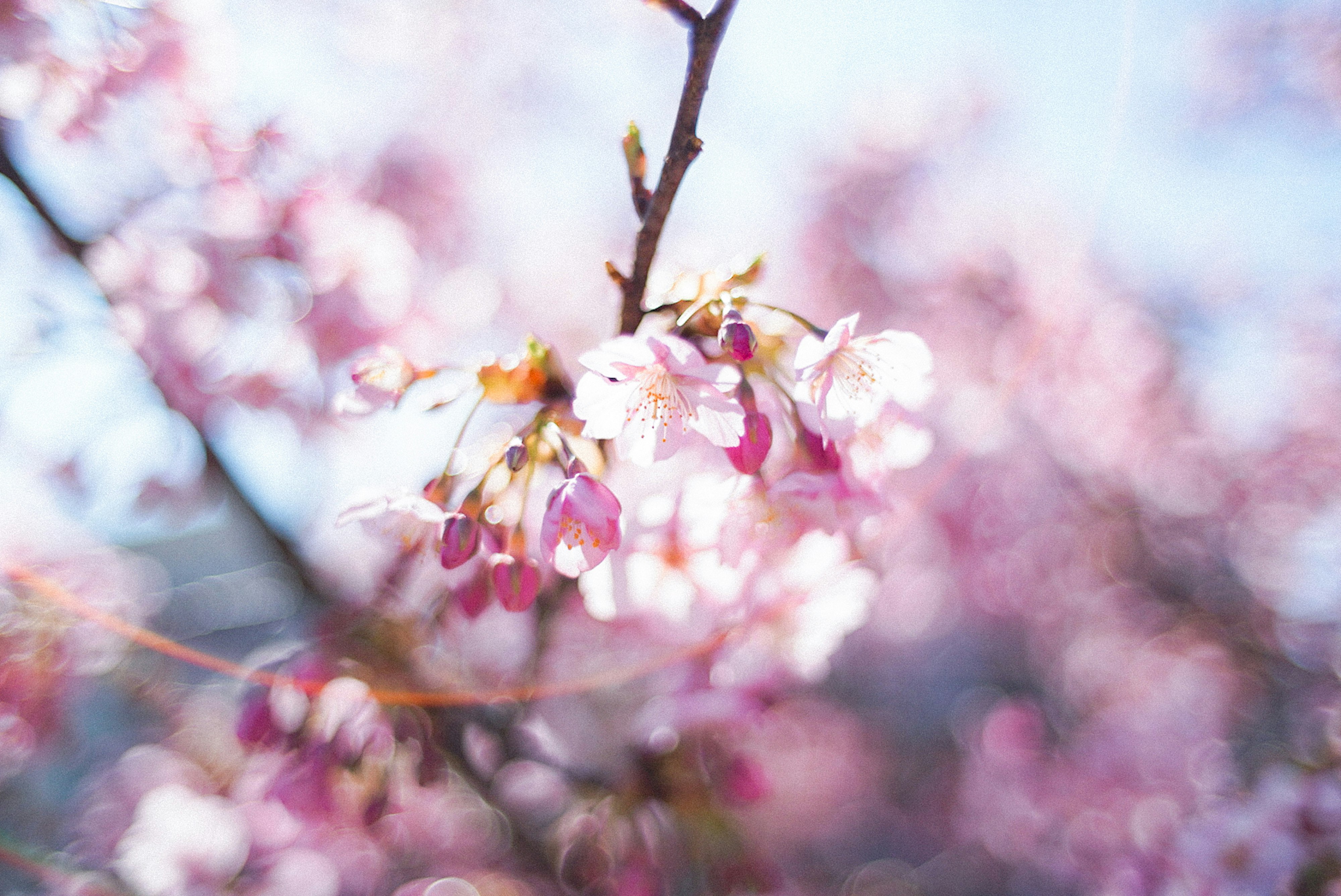 薄紅色の春の桜の花と枝先のぼかし