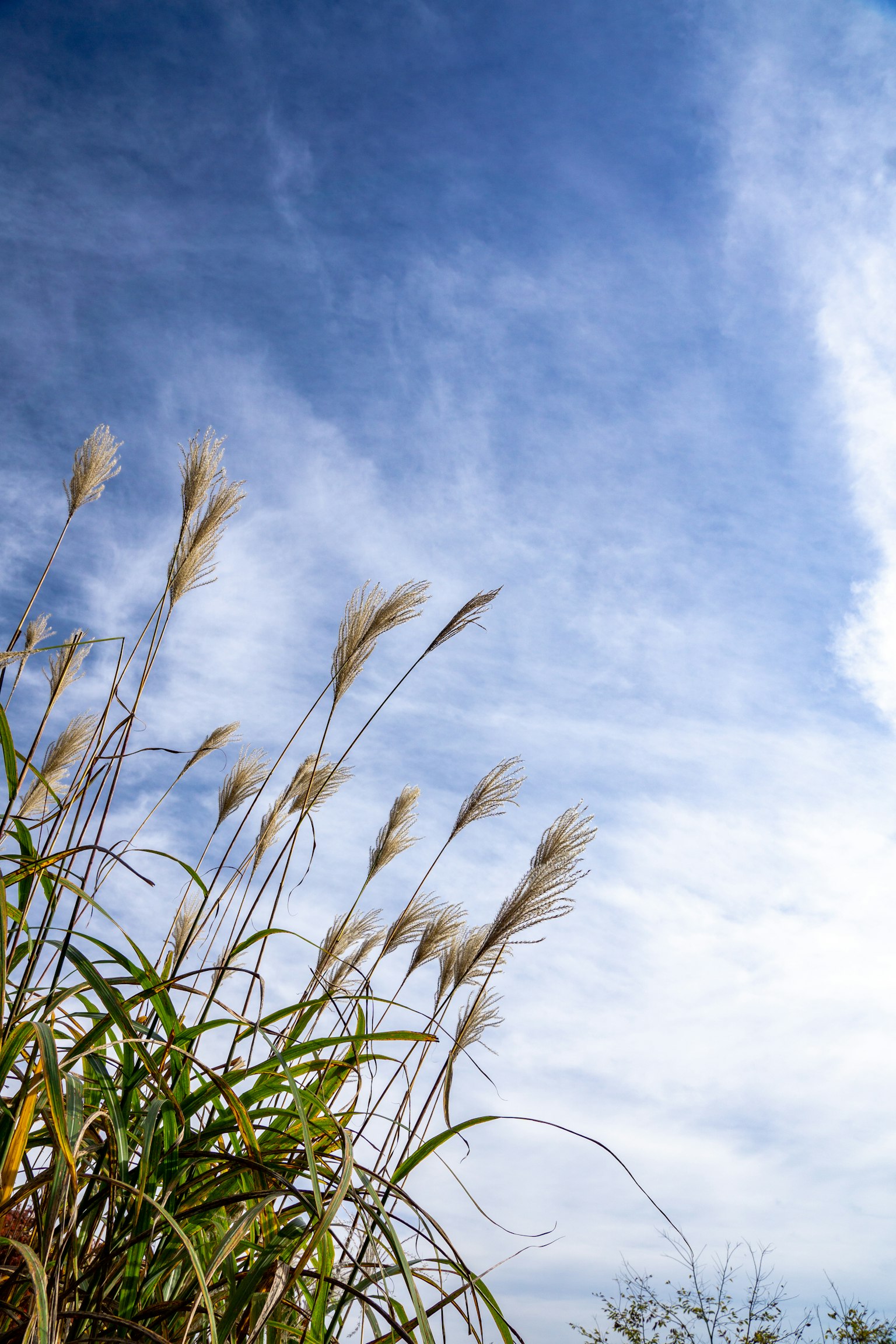 Landscape featuring blue sky and grass tufts