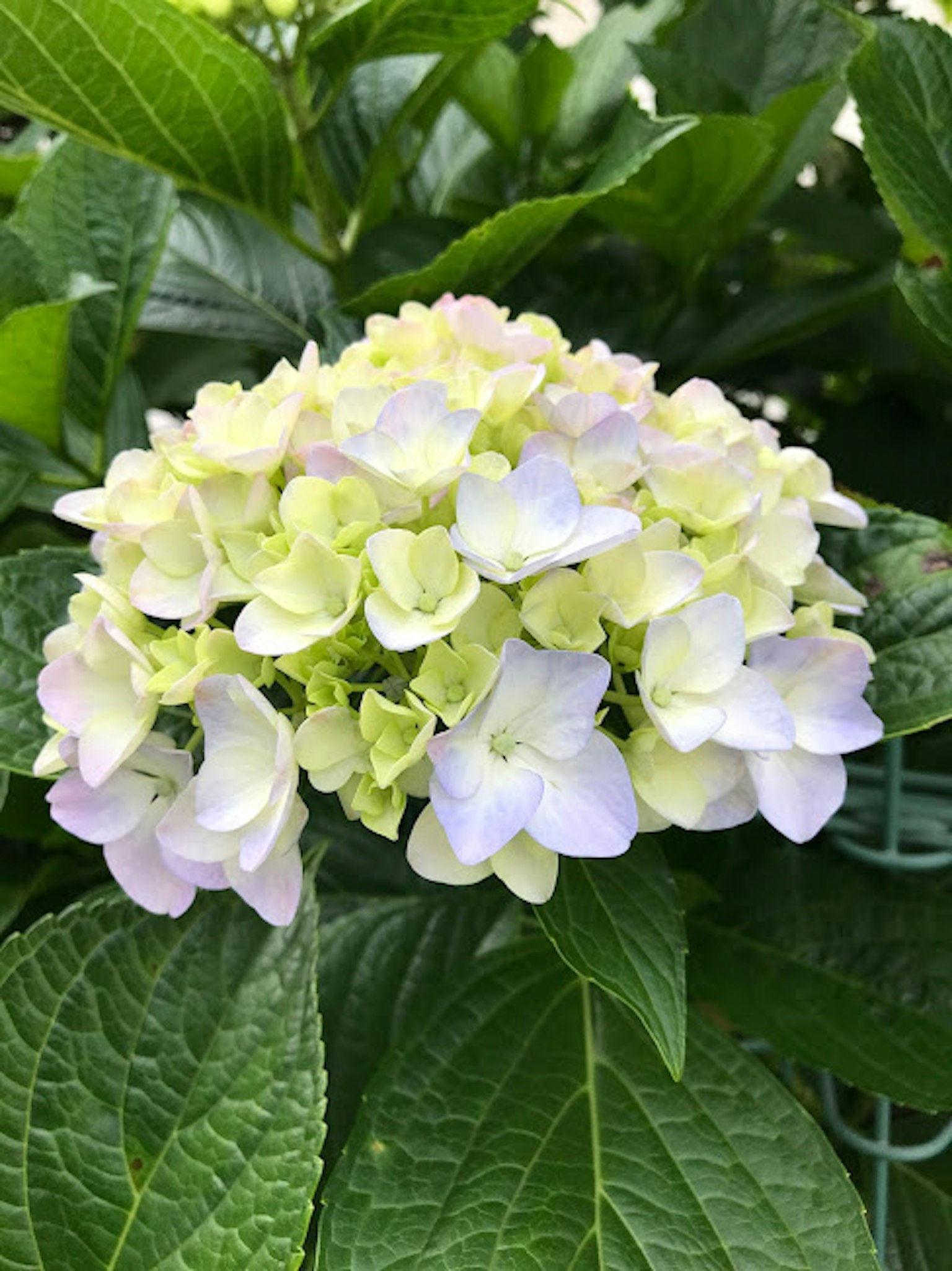 Un groupe de fleurs d'hortensia vert pâle et blanc