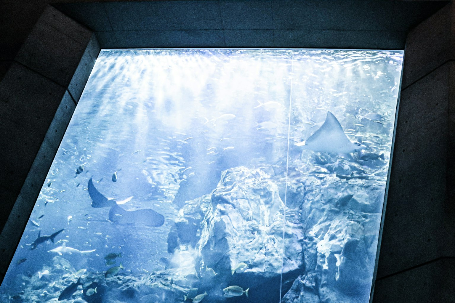 水族馆场景，水中透出光线，展示了黄貂鱼和鱼类