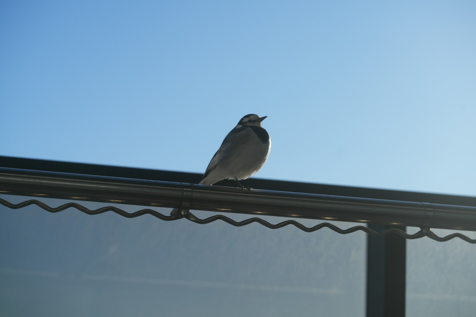 A bird perched on the edge of a roof under a clear blue sky