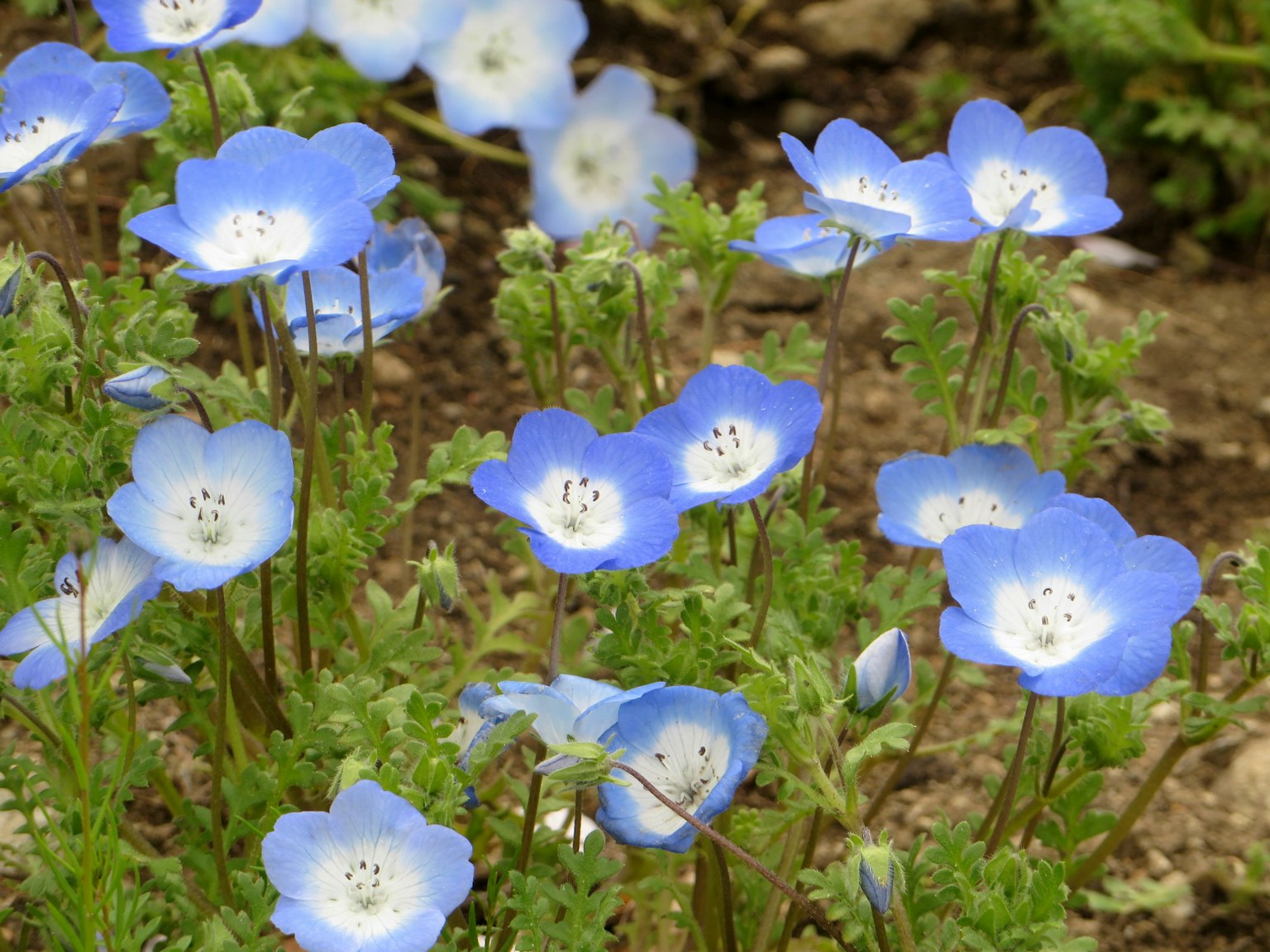 Flores azules delicadas con follaje verde en un entorno natural