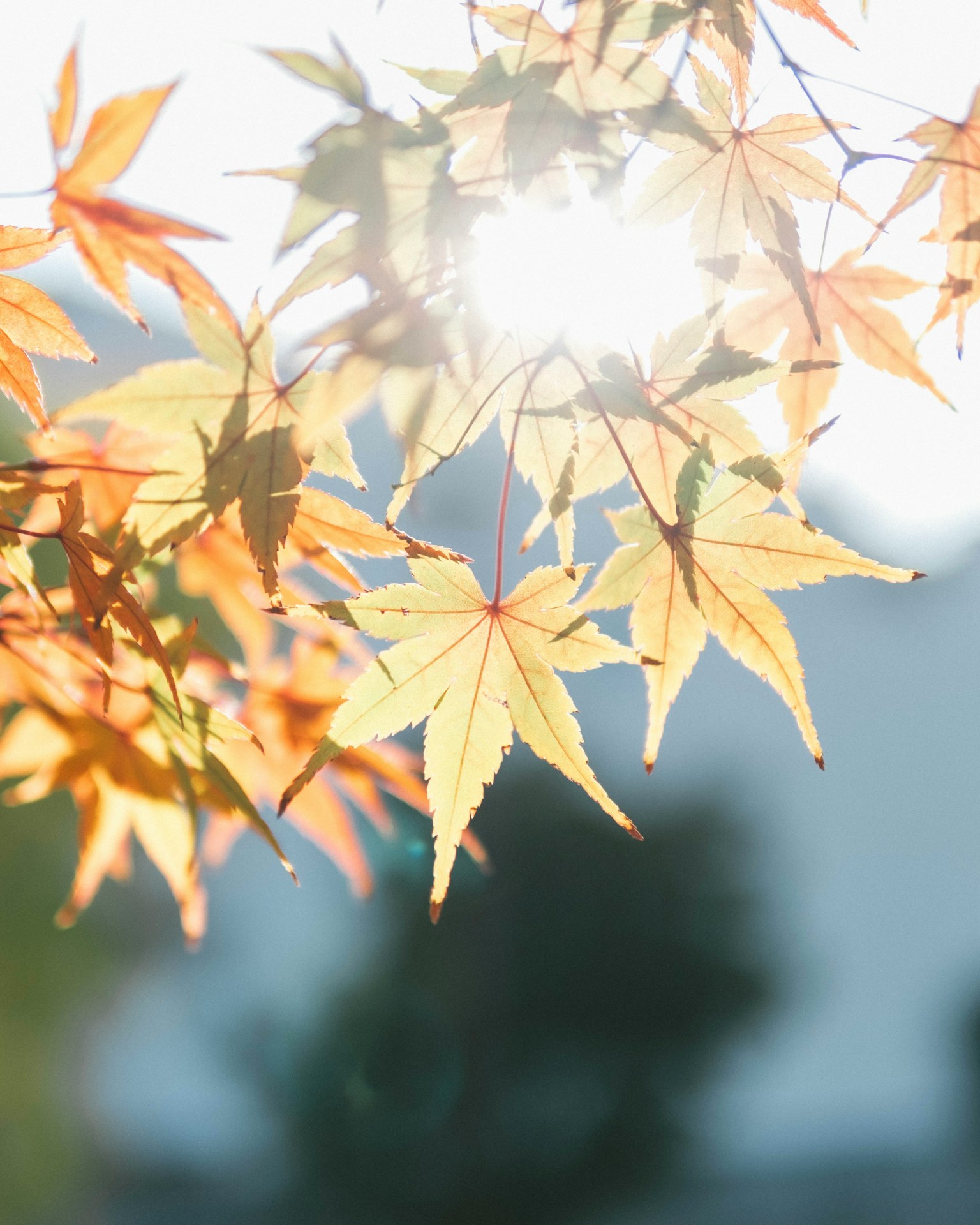 Feuilles d'érable illuminées par la lumière du soleil