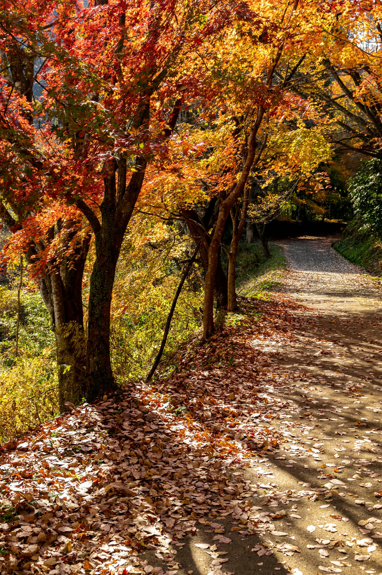 Sentier pittoresque bordé de feuillage d'automne vibrant et d'arbres