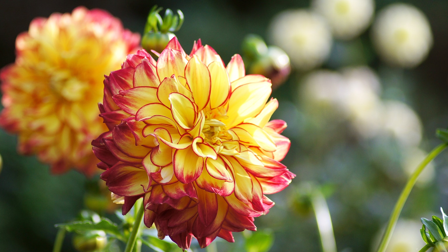 Bunga dahlia merah dan kuning yang indah