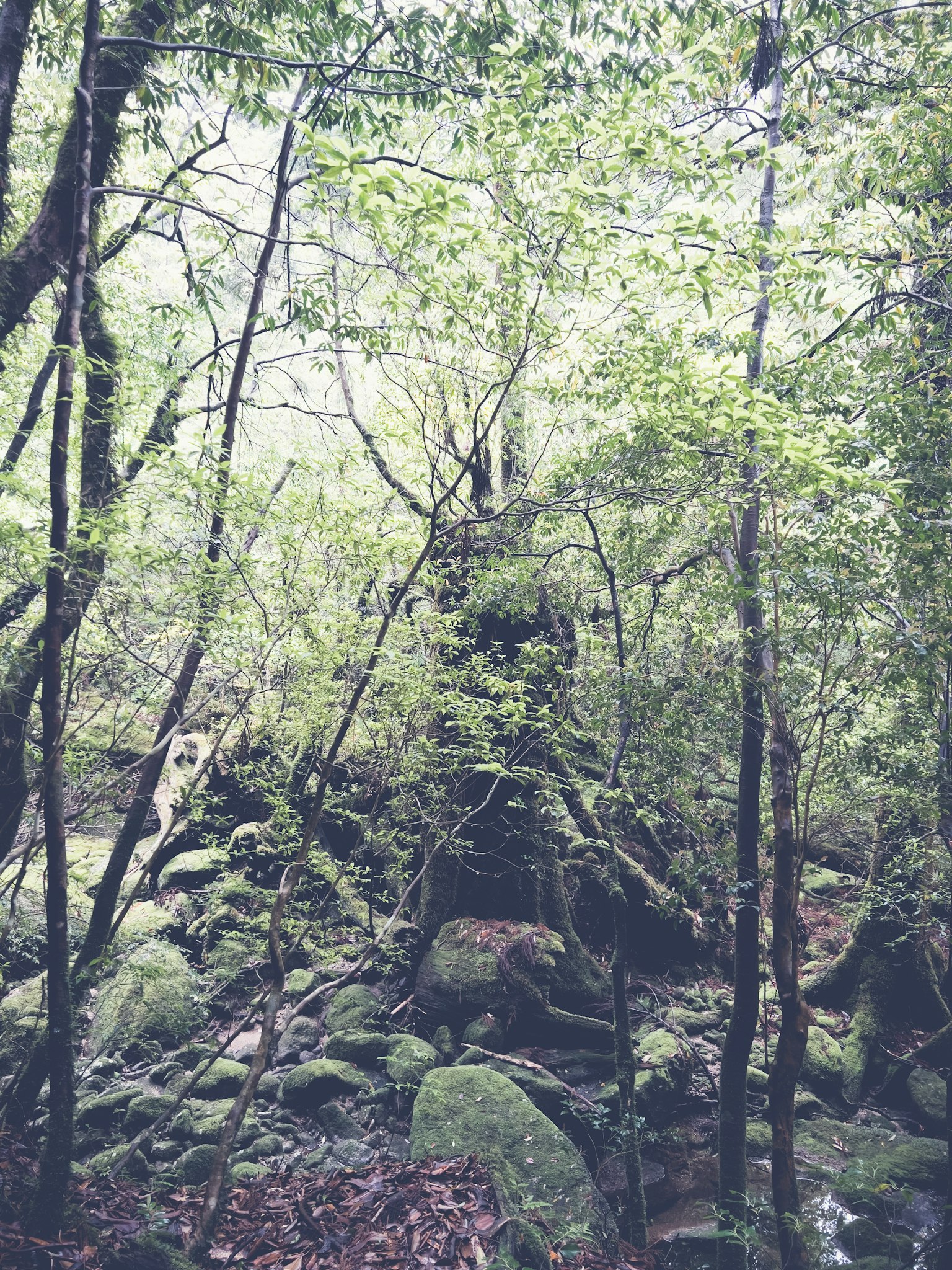 Una formación rocosa rodeada de árboles verdes exuberantes en un bosque