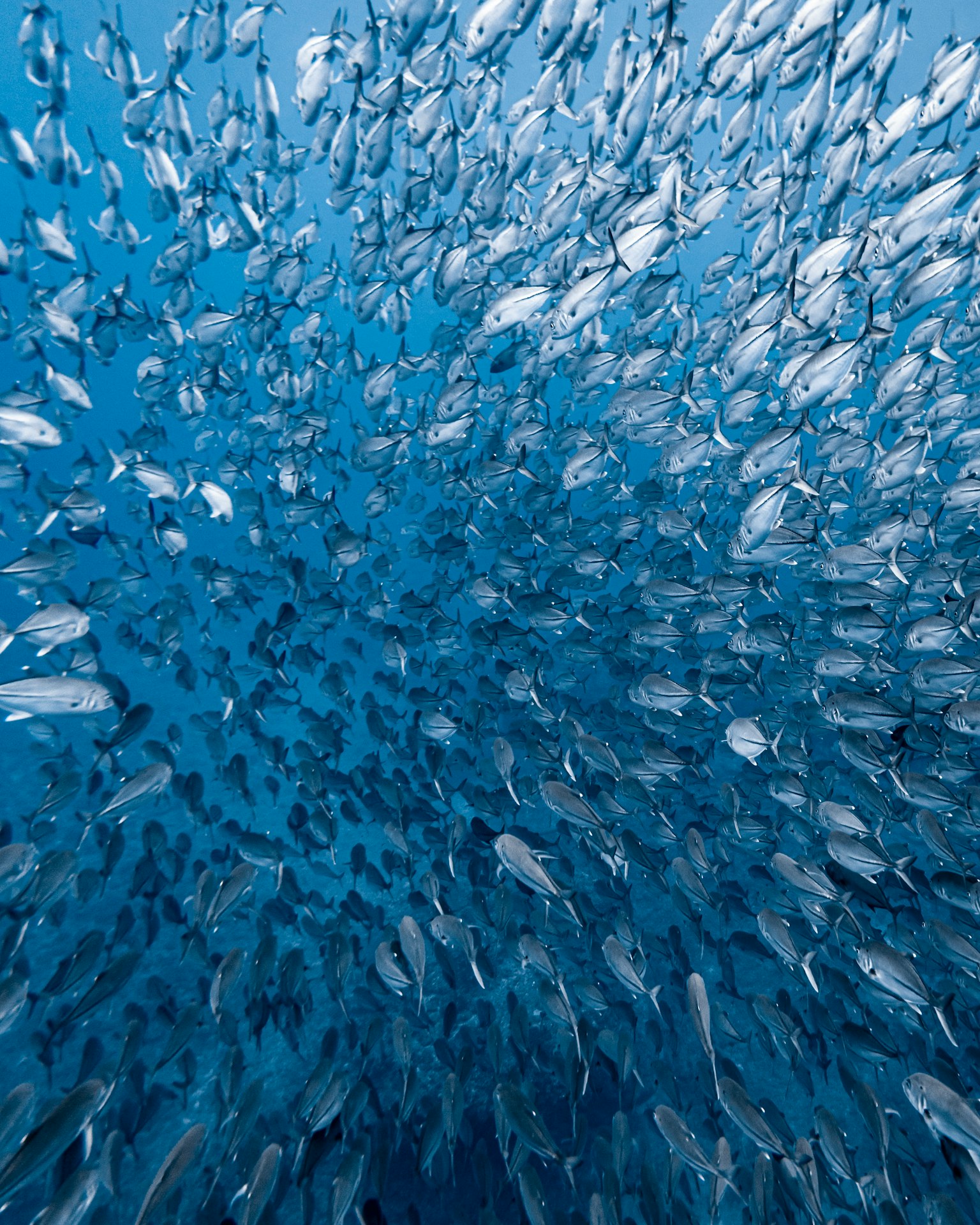 A large school of fish swimming in the blue ocean