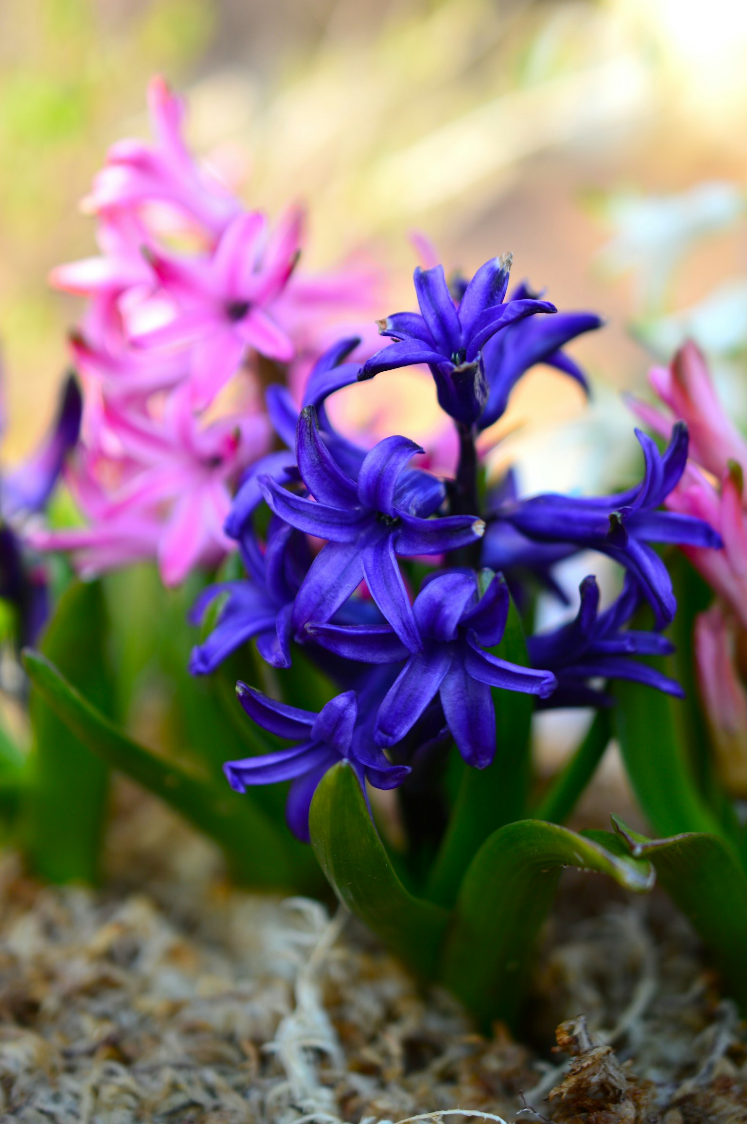 Fiori di giacinti viola e rosa in fiore