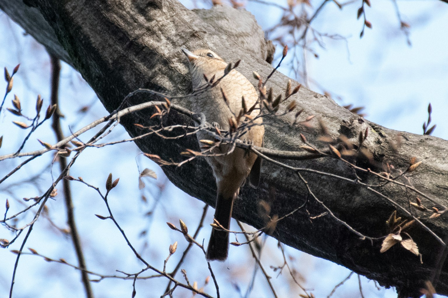 Un uccello appollaiato su un ramo d'albero tra rami spogli