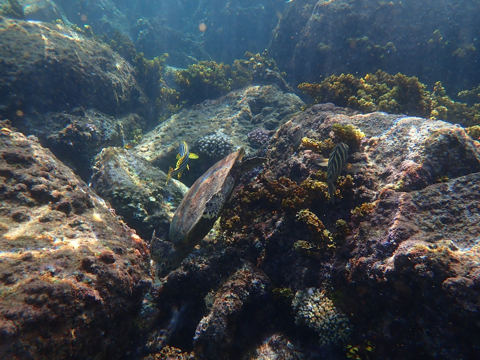 海龜在水下岩石和海藻之間游泳
