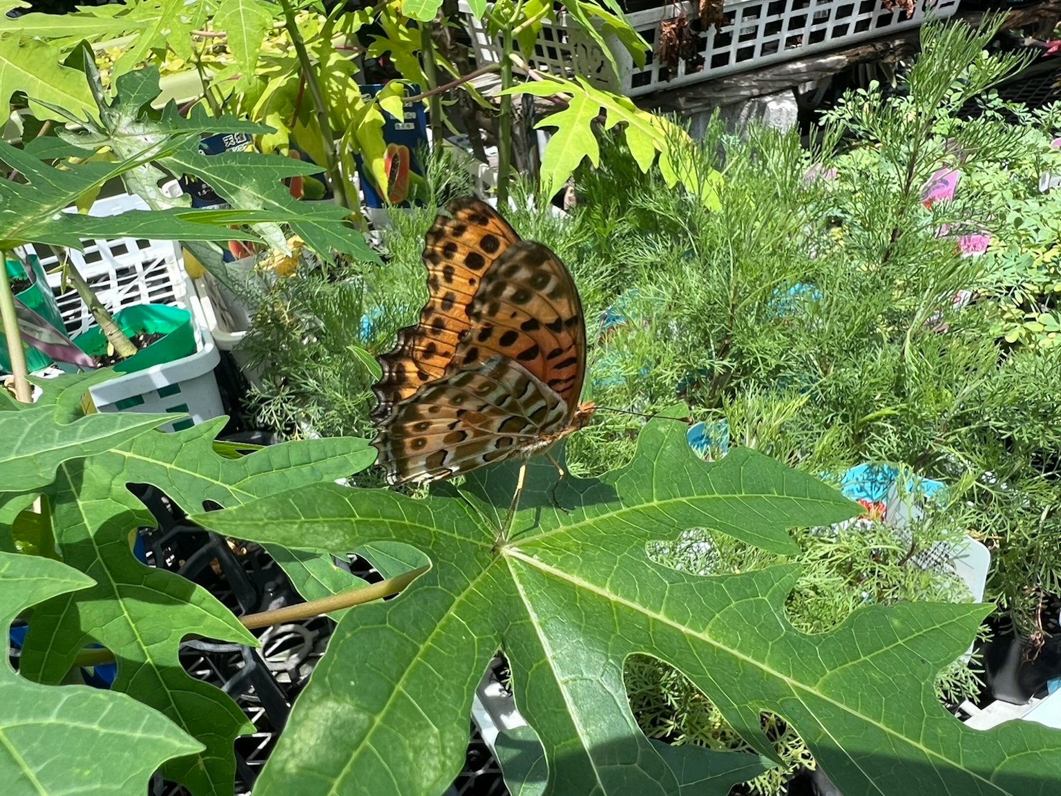 Ein Schmetterling ruht auf einem Papayablatt vor einem üppig grünen Hintergrund