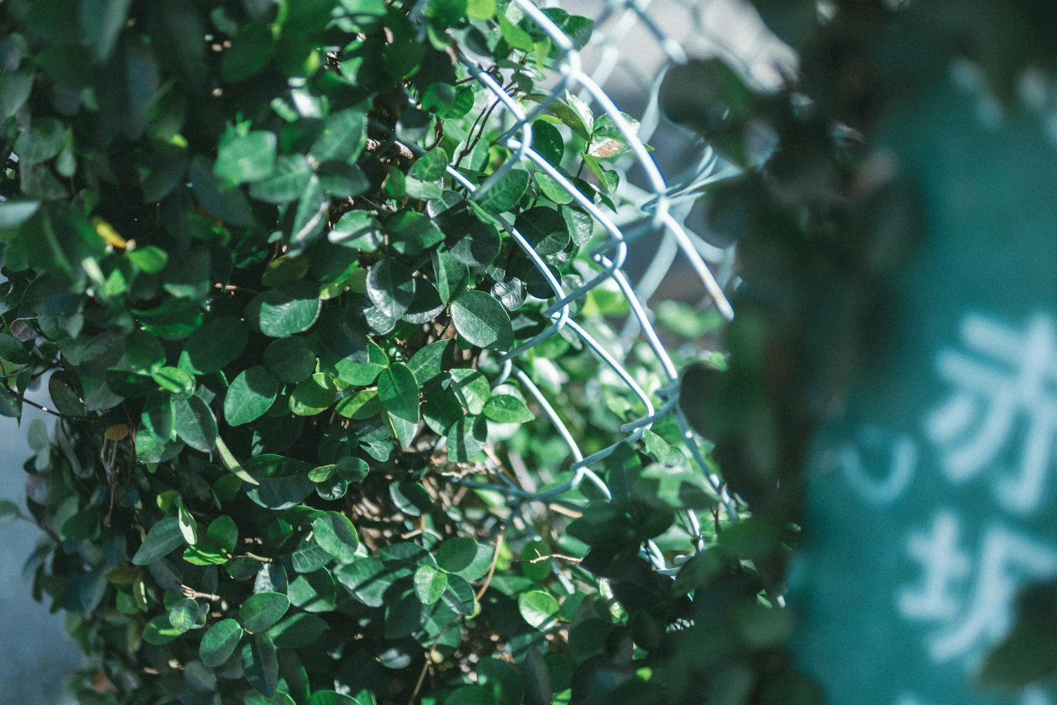 Green leaves intertwined with a metal fence and a blue sign