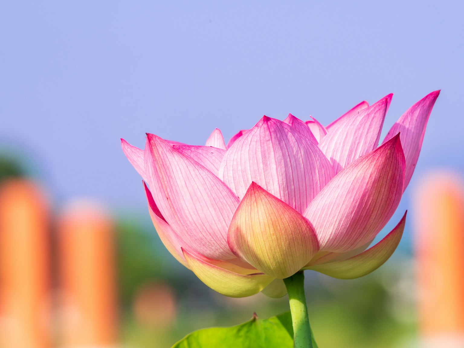 A beautiful pink lotus flower blooming vibrantly