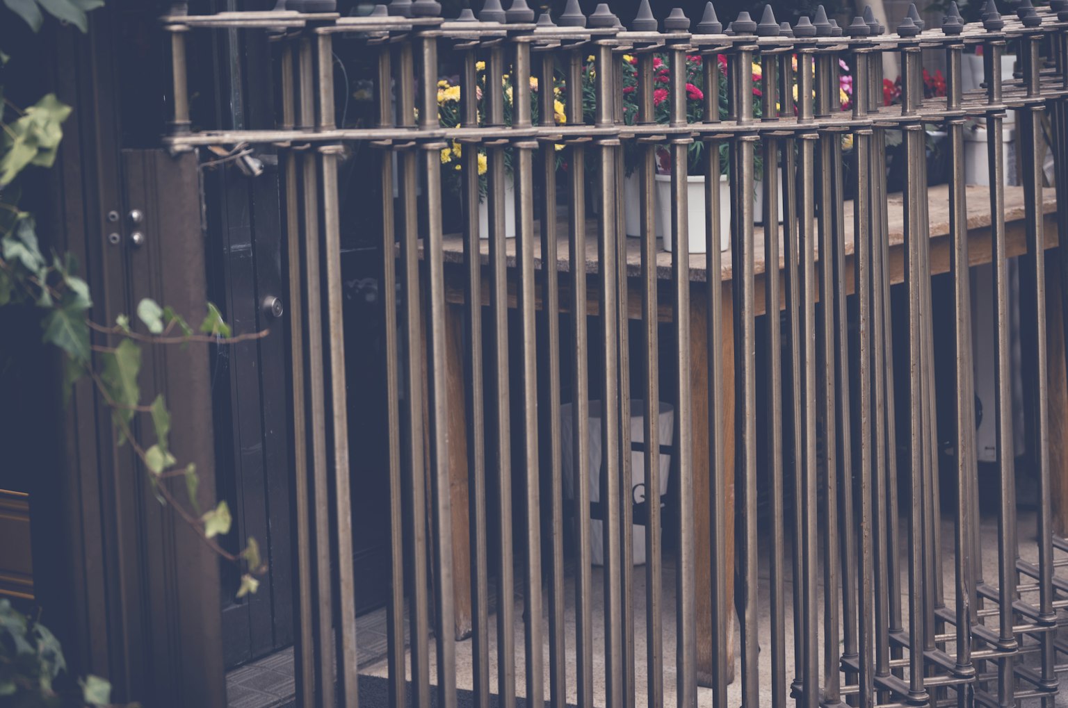Metal fence with plants in a garden setting