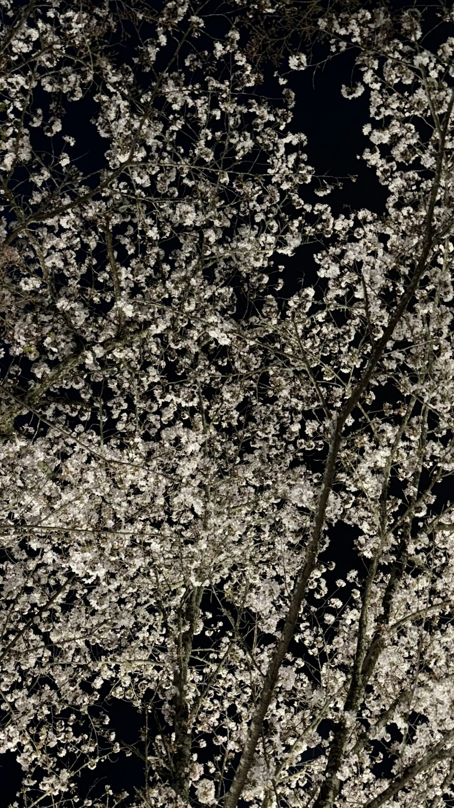 盛開的櫻花在黑暗背景下