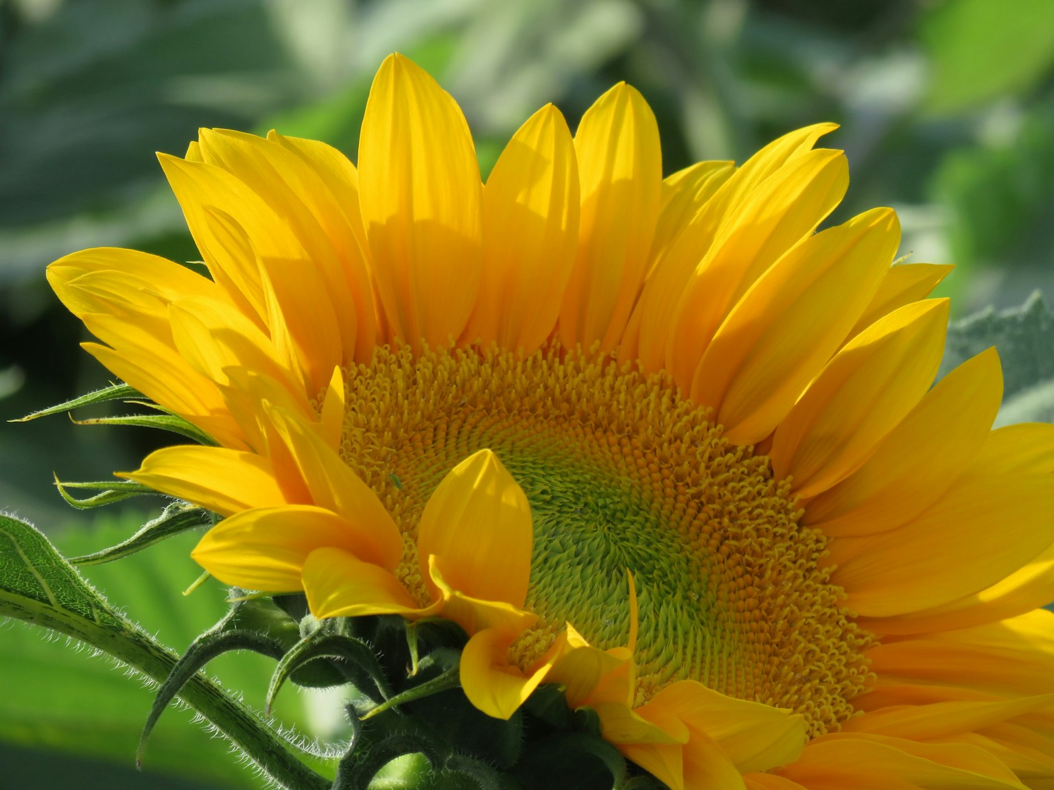Vibrant sunflower petals with a green center stand out