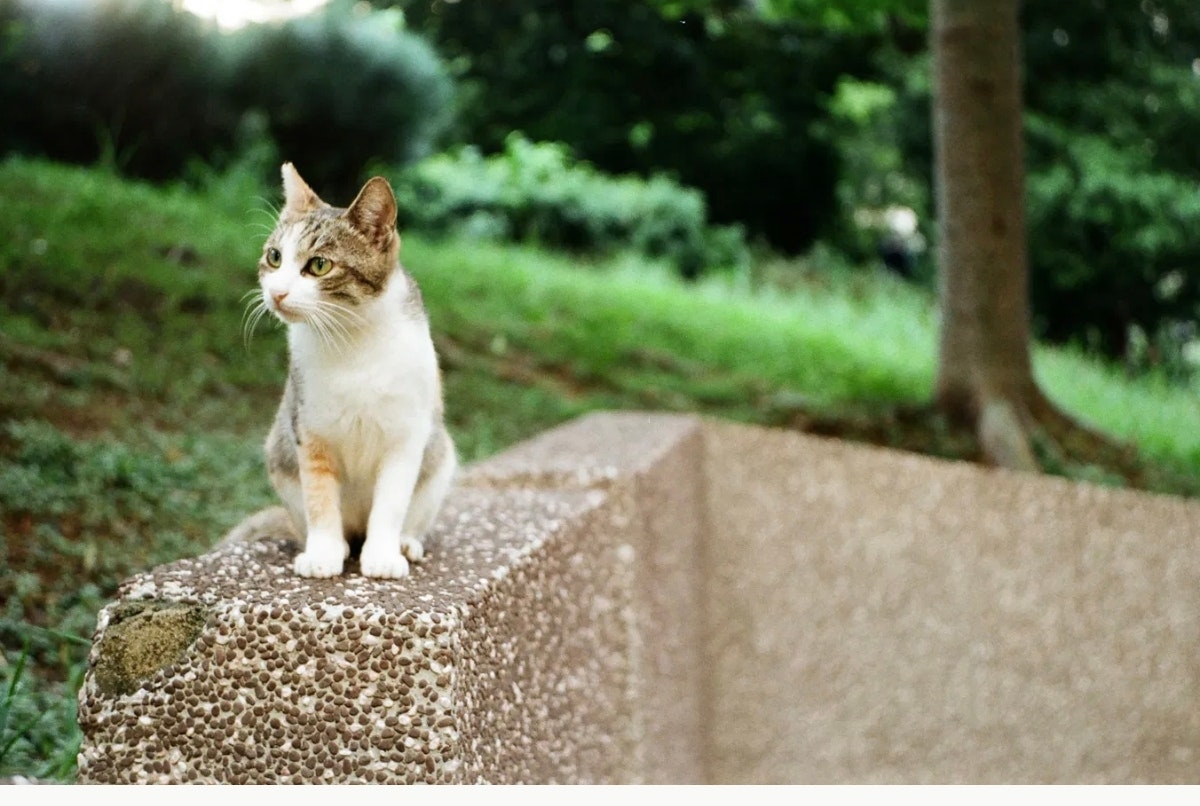 公園の石の上に座る猫