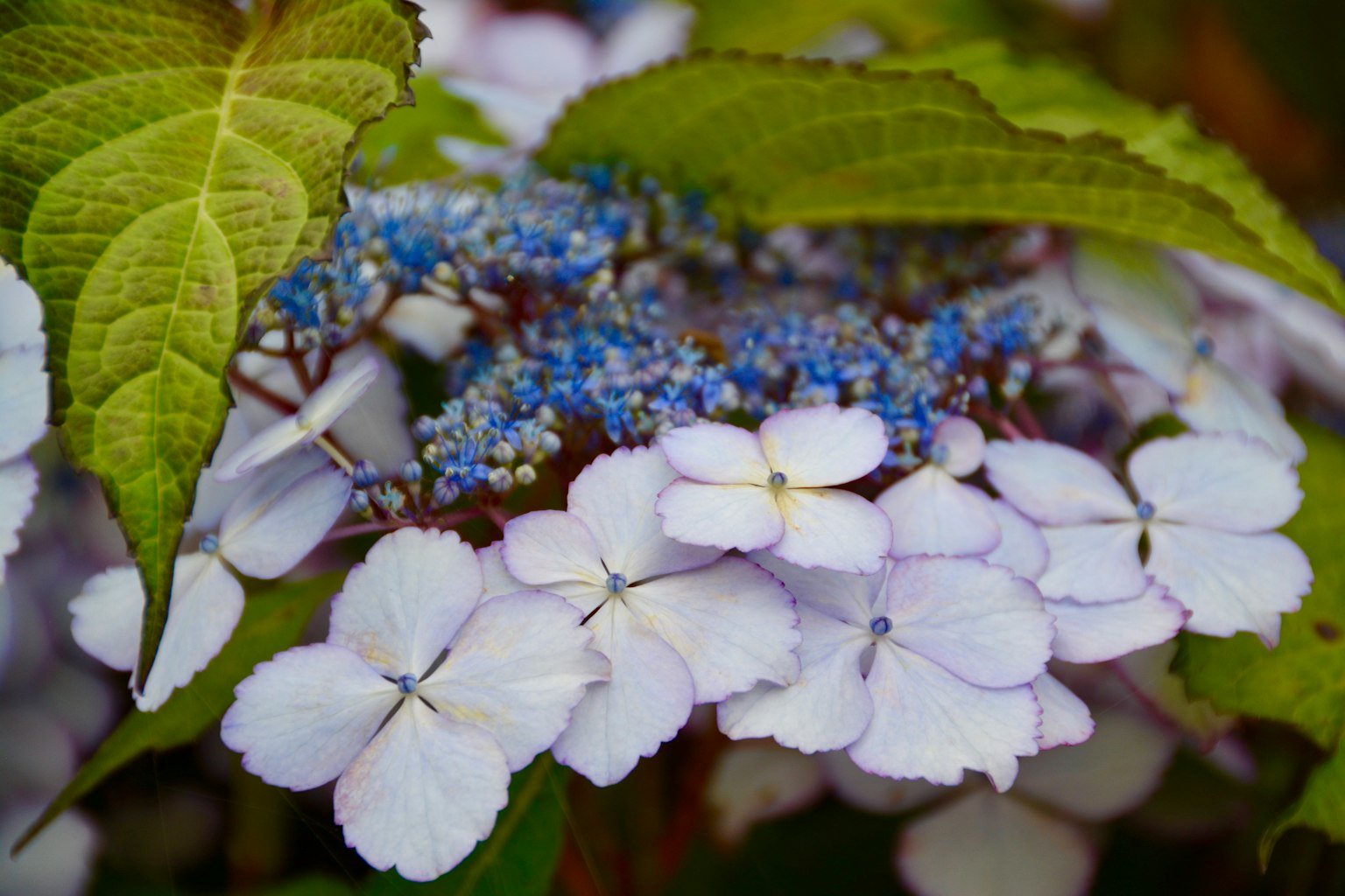Beautiful white hydrangea flowers with small blue blooms