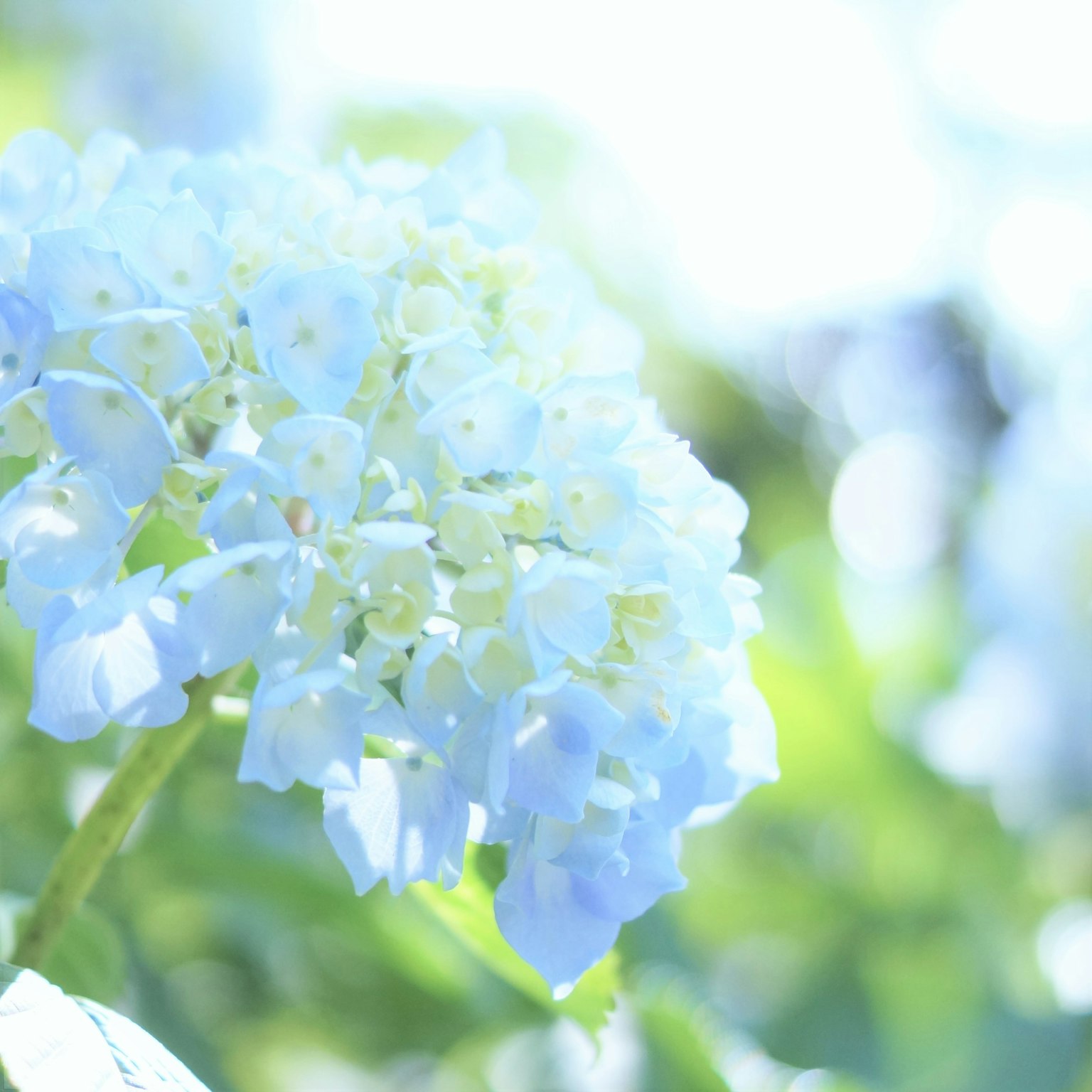 Flor de hortensia en tonos azules pálidos floreciendo contra un fondo brillante