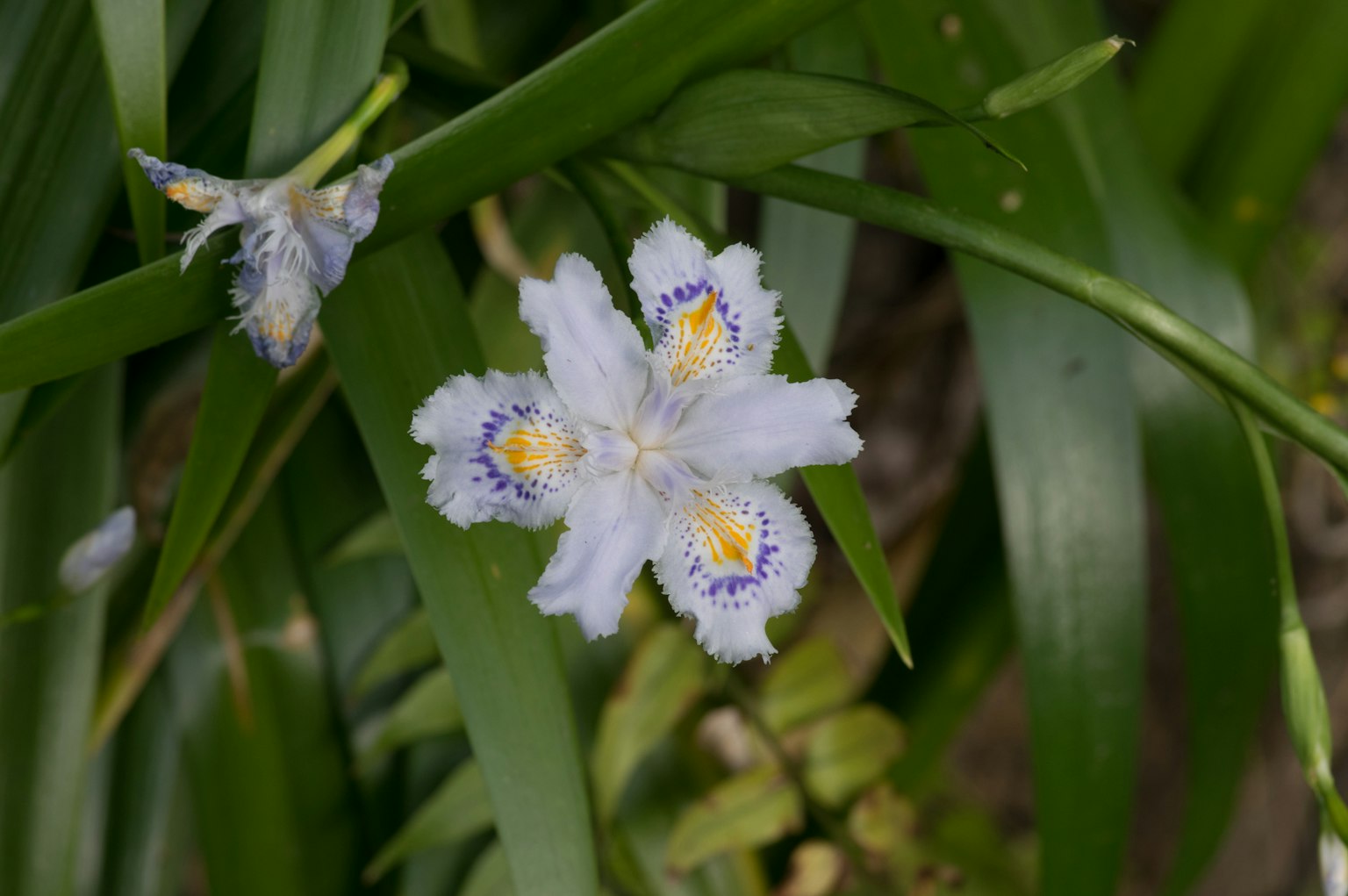 Hoa iris trắng nở giữa những chiếc lá xanh