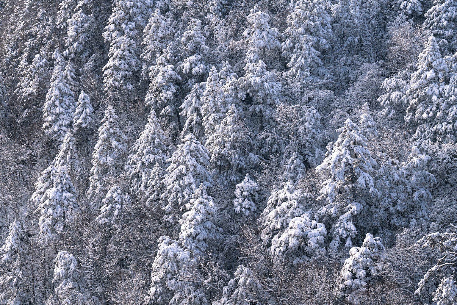 被雪覆盖的树林展现冬季美丽