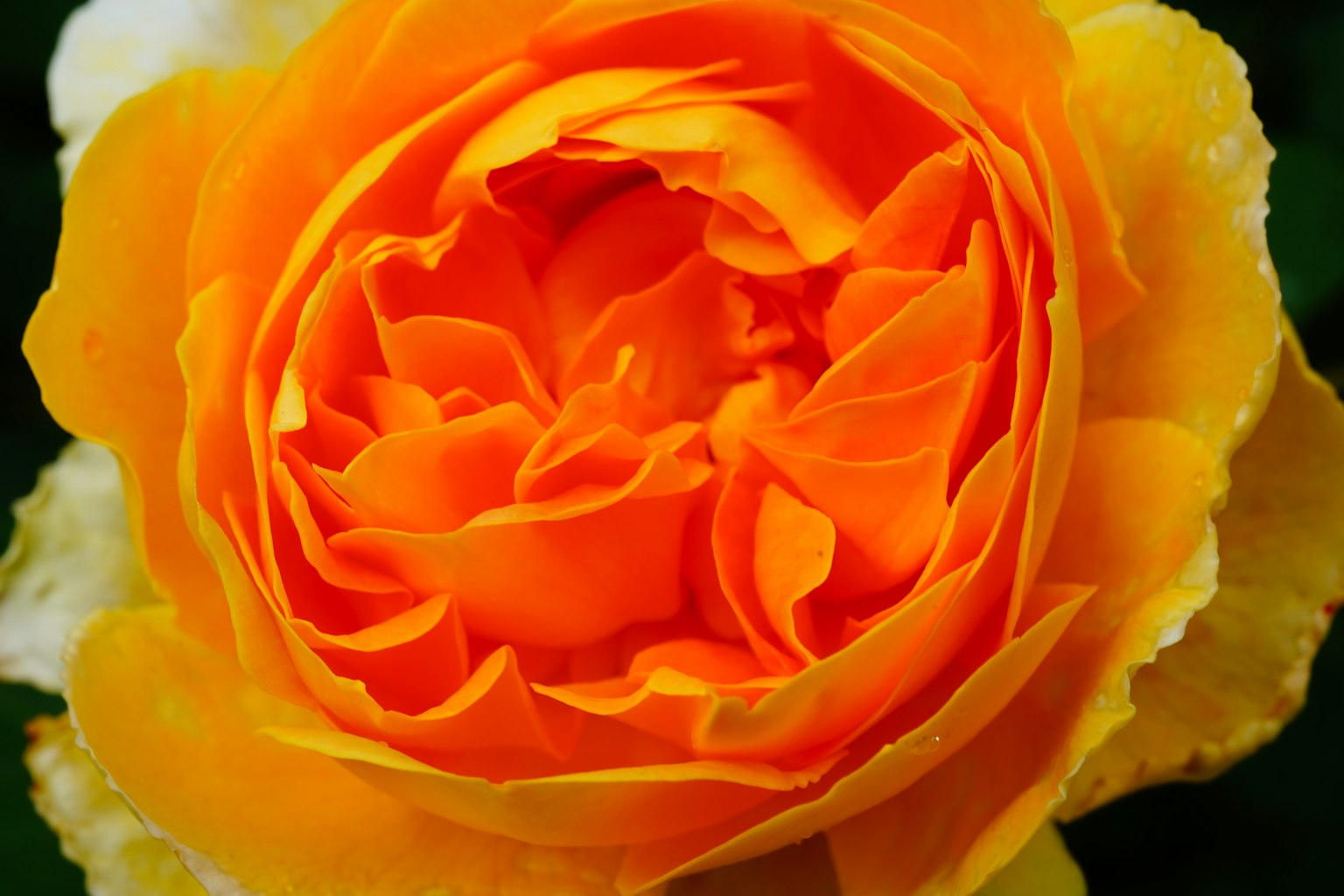 Kelopak mawar oranye cerah yang ditumpuk dengan indah dalam keadaan mekar