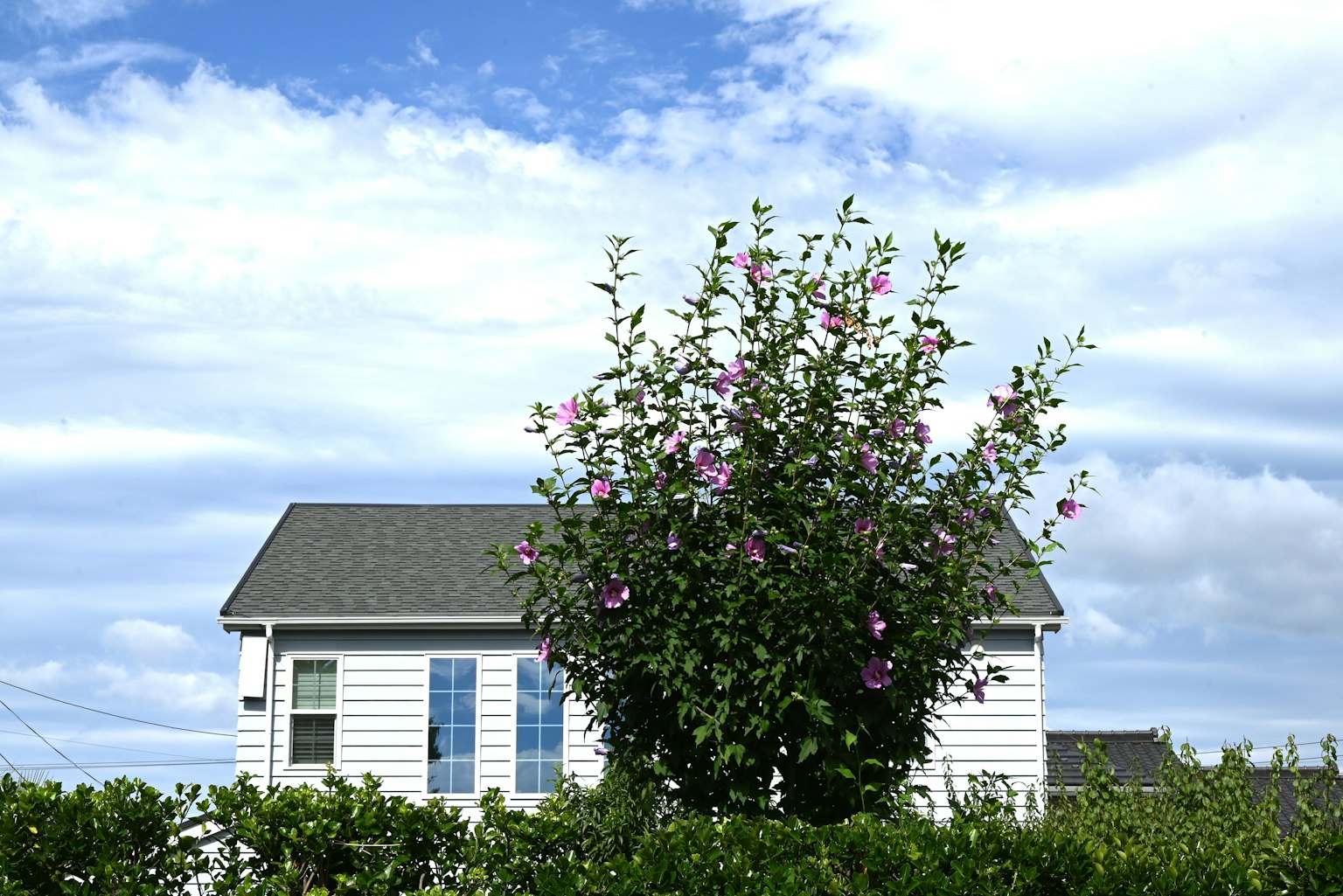 Une maison blanche sous un ciel bleu avec un arbre en fleurs