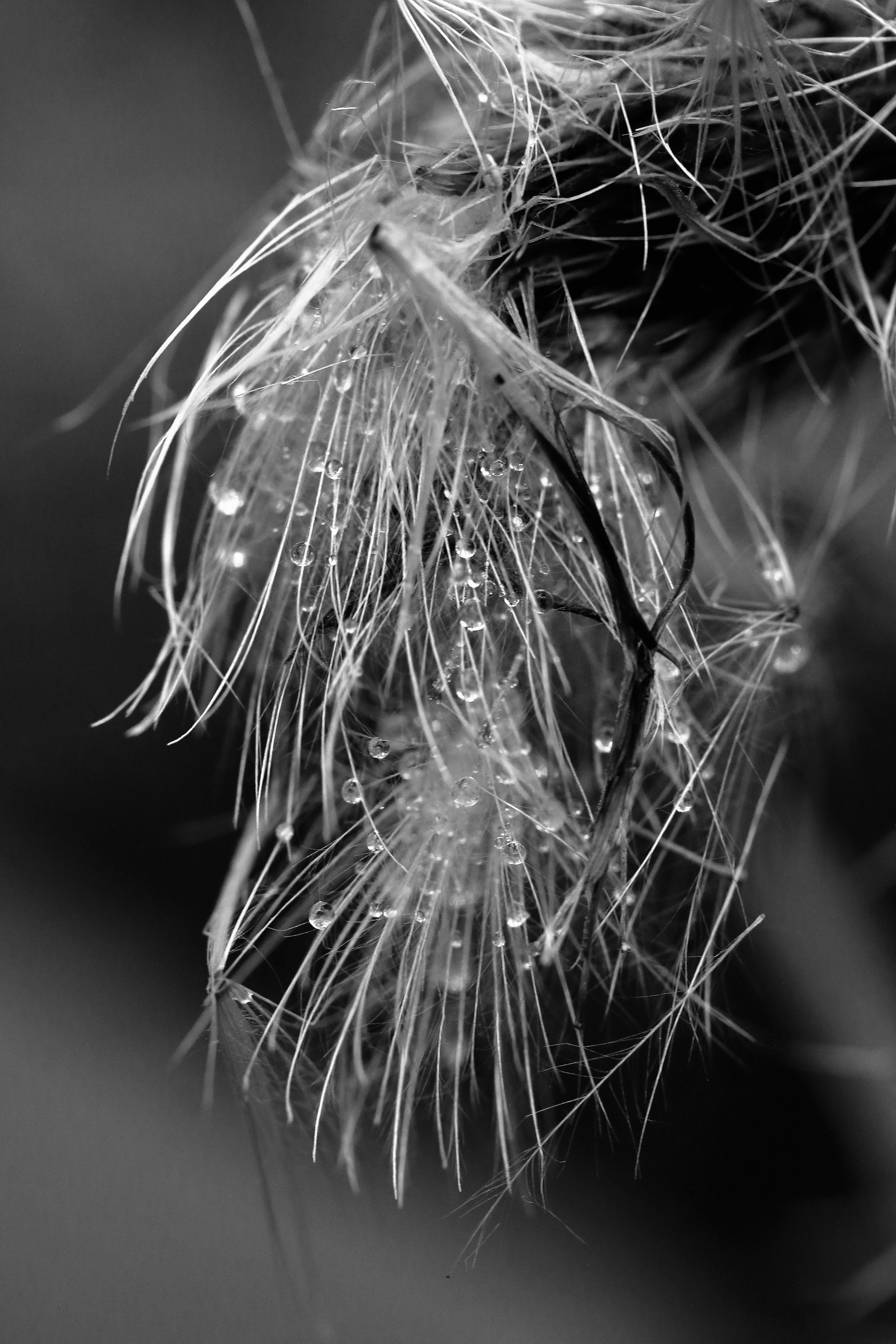 monochrome close-up of dandelion seed fluff with raindrops