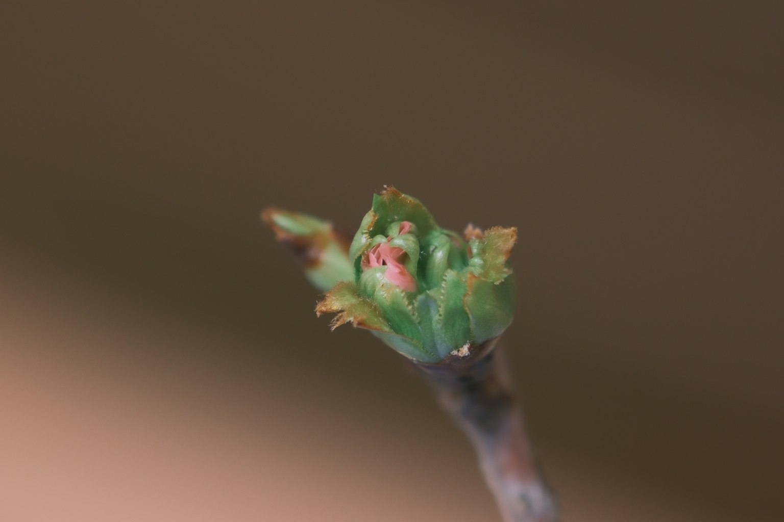Close-up of a budding leaf with green and reddish elements