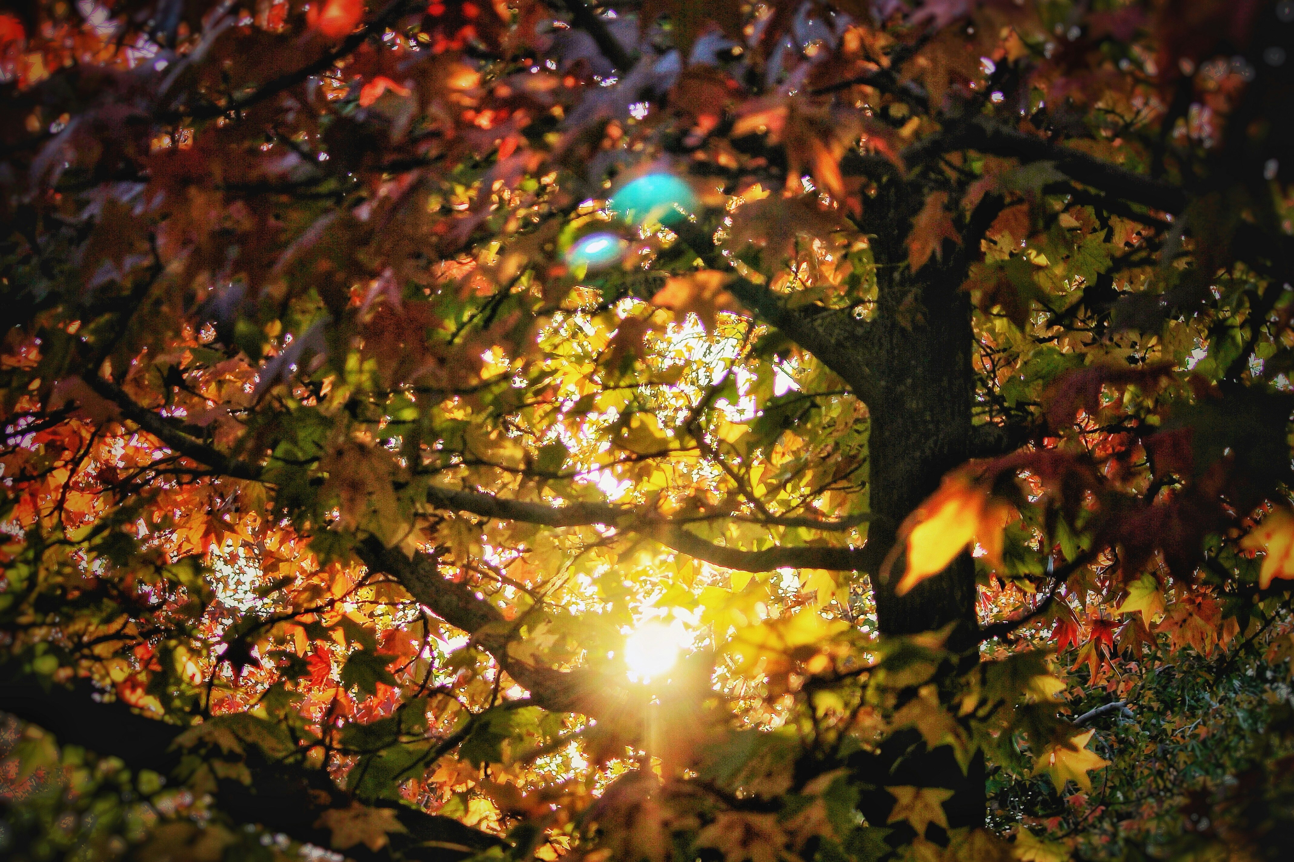 秋の日差しが差し込む紅葉の木々の間の木漏れ日