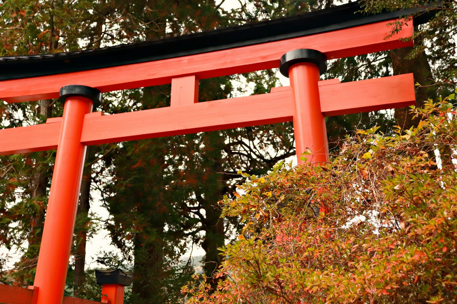 Vista de una puerta torii roja con follaje de otoño al fondo