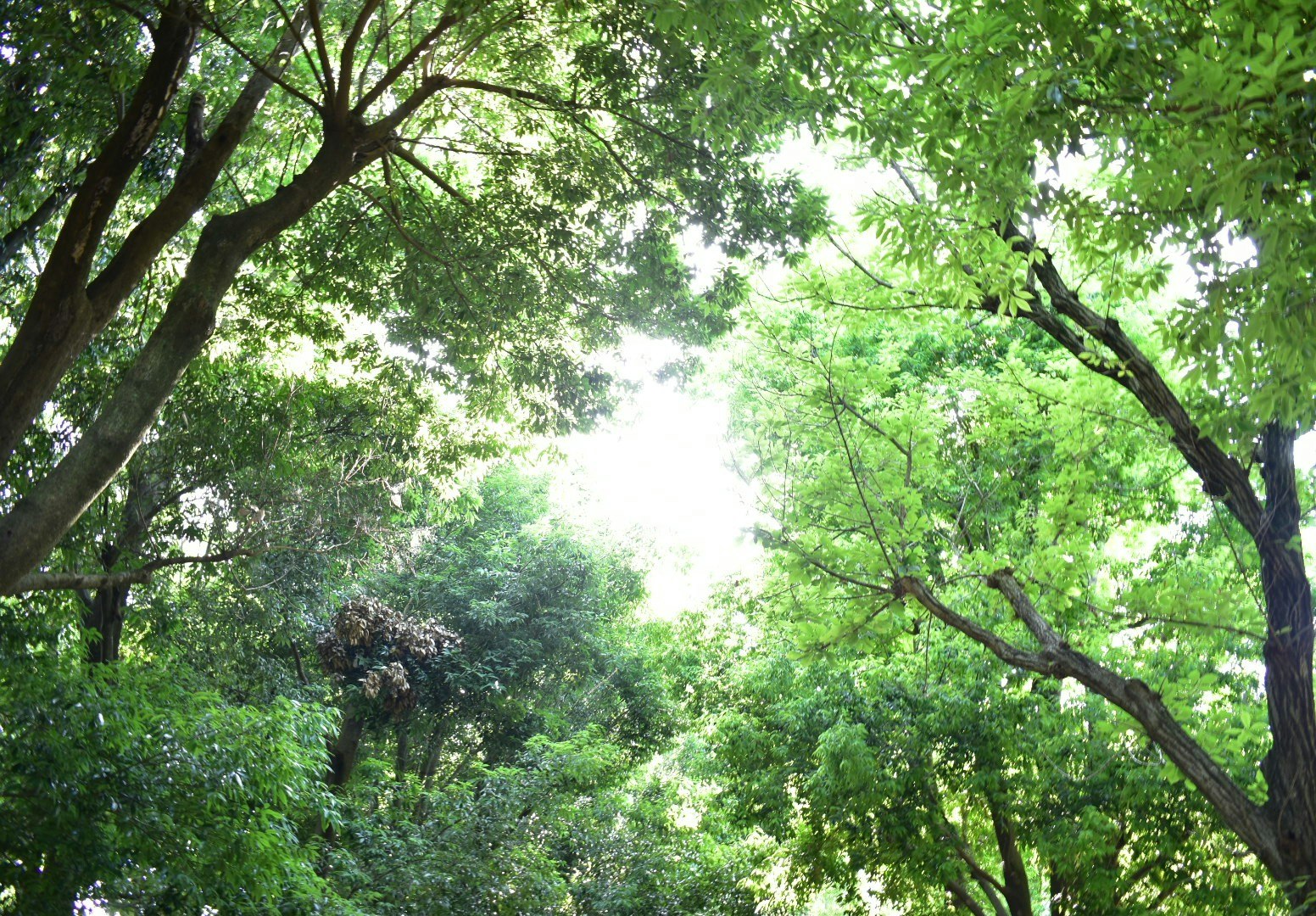 緑の木々が広がる森林の見上げ景色