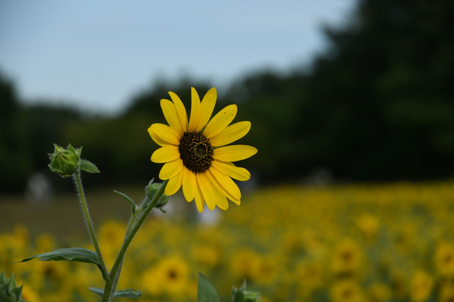 Un tournesol unique devant un champ de tournesols