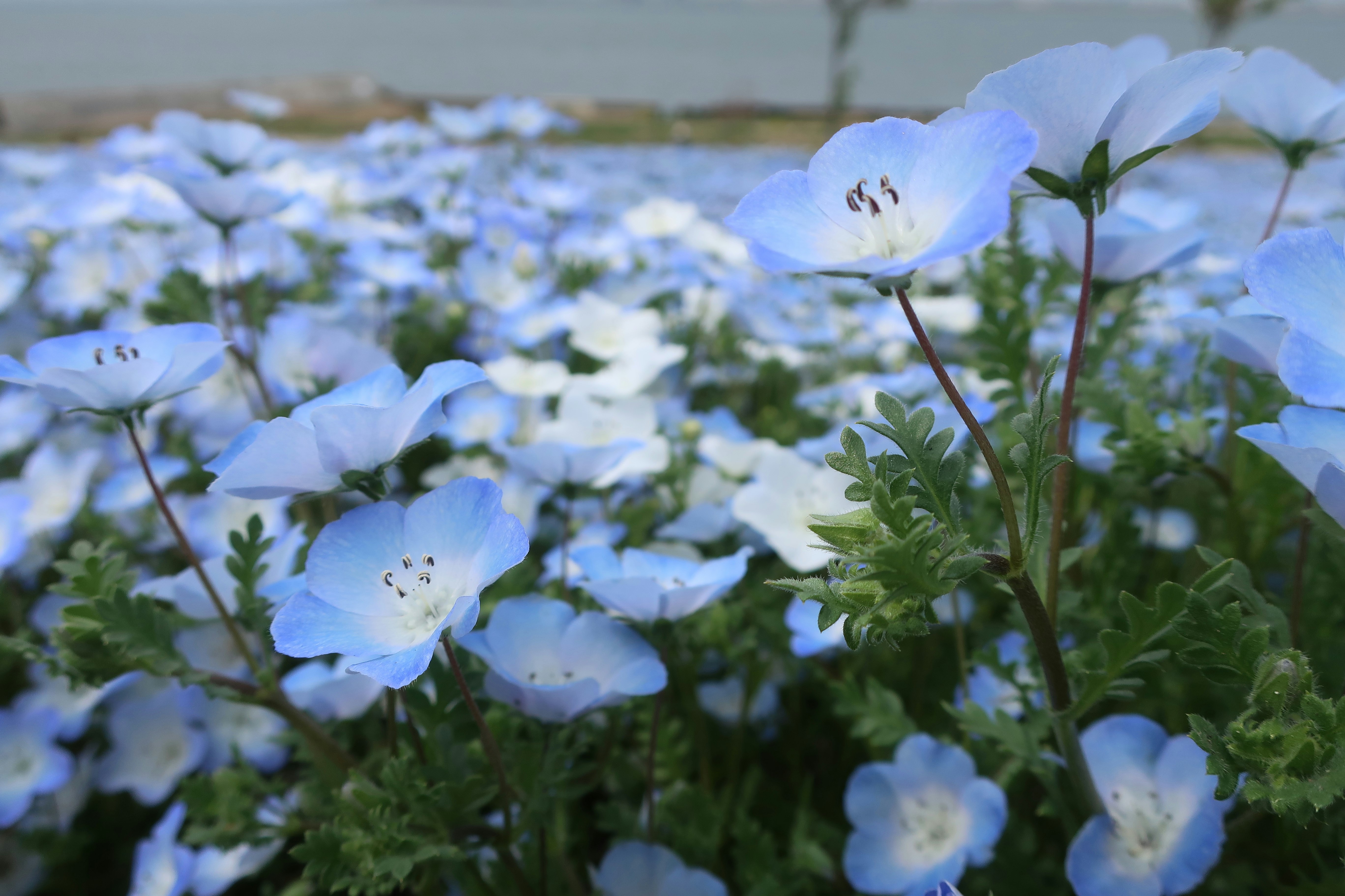 Close-up bunga dan daun nemophila di Osaka Maishima