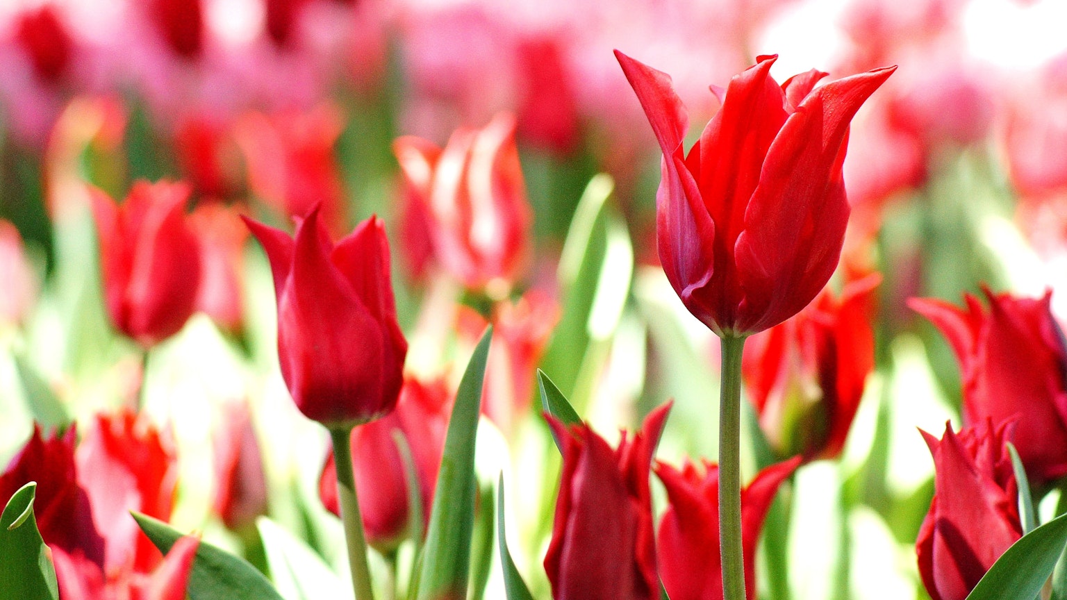 Kedekatan ladang tulip merah yang sedang mekar