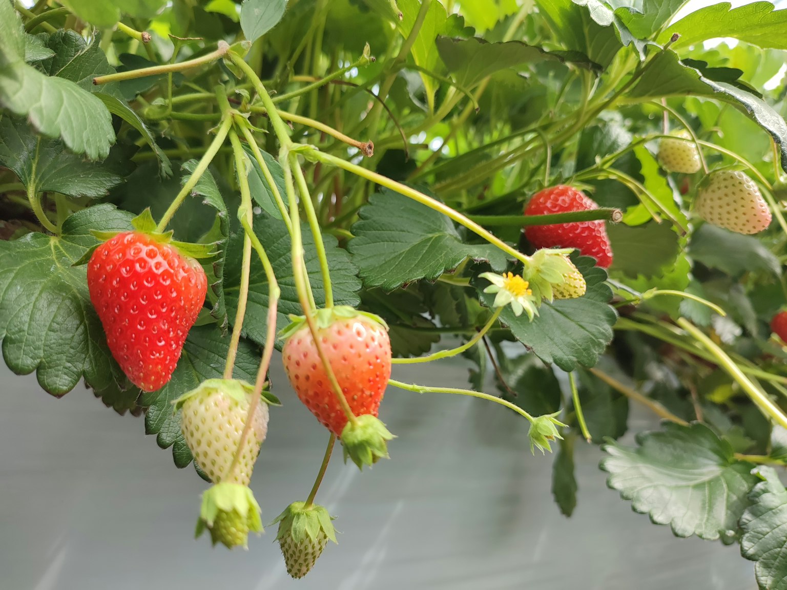 Fragole appese tra foglie verdi