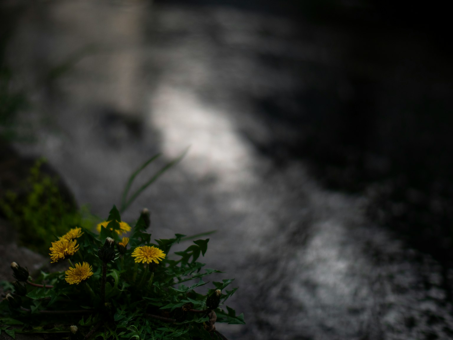 Gelbe Blumen und grüne Blätter am Rand eines dunklen Wassers