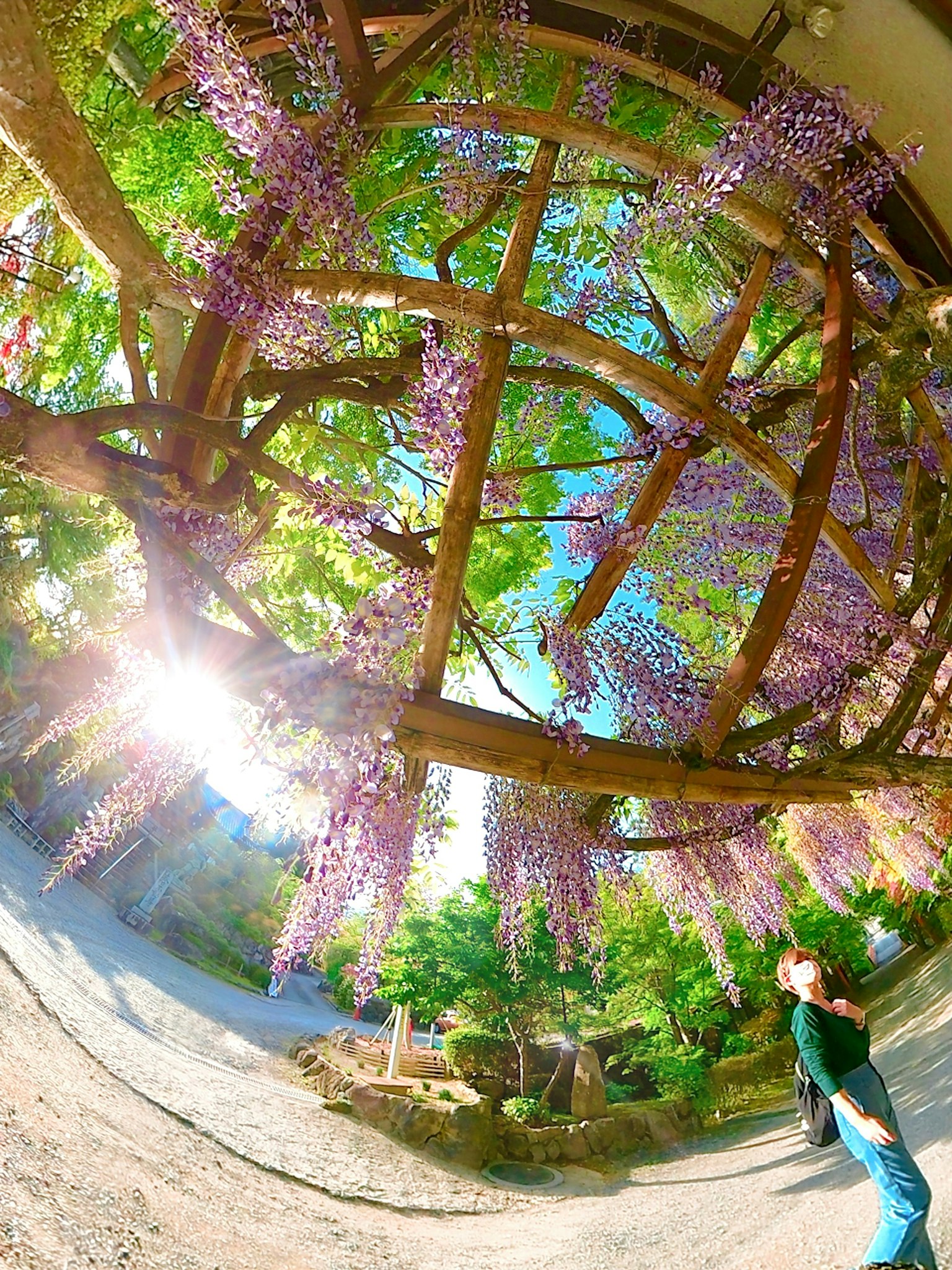 一個人在裝飾有紫色紫藤花的木拱門下擺姿勢
