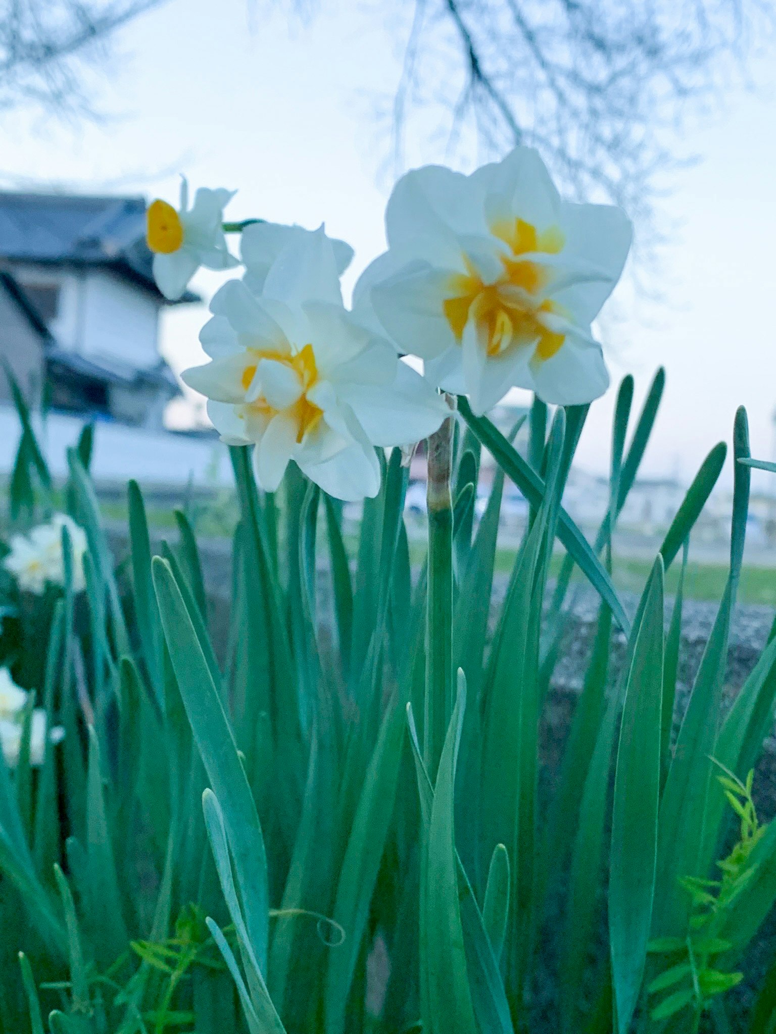 Bunga daffodil putih dan daun hijau di taman
