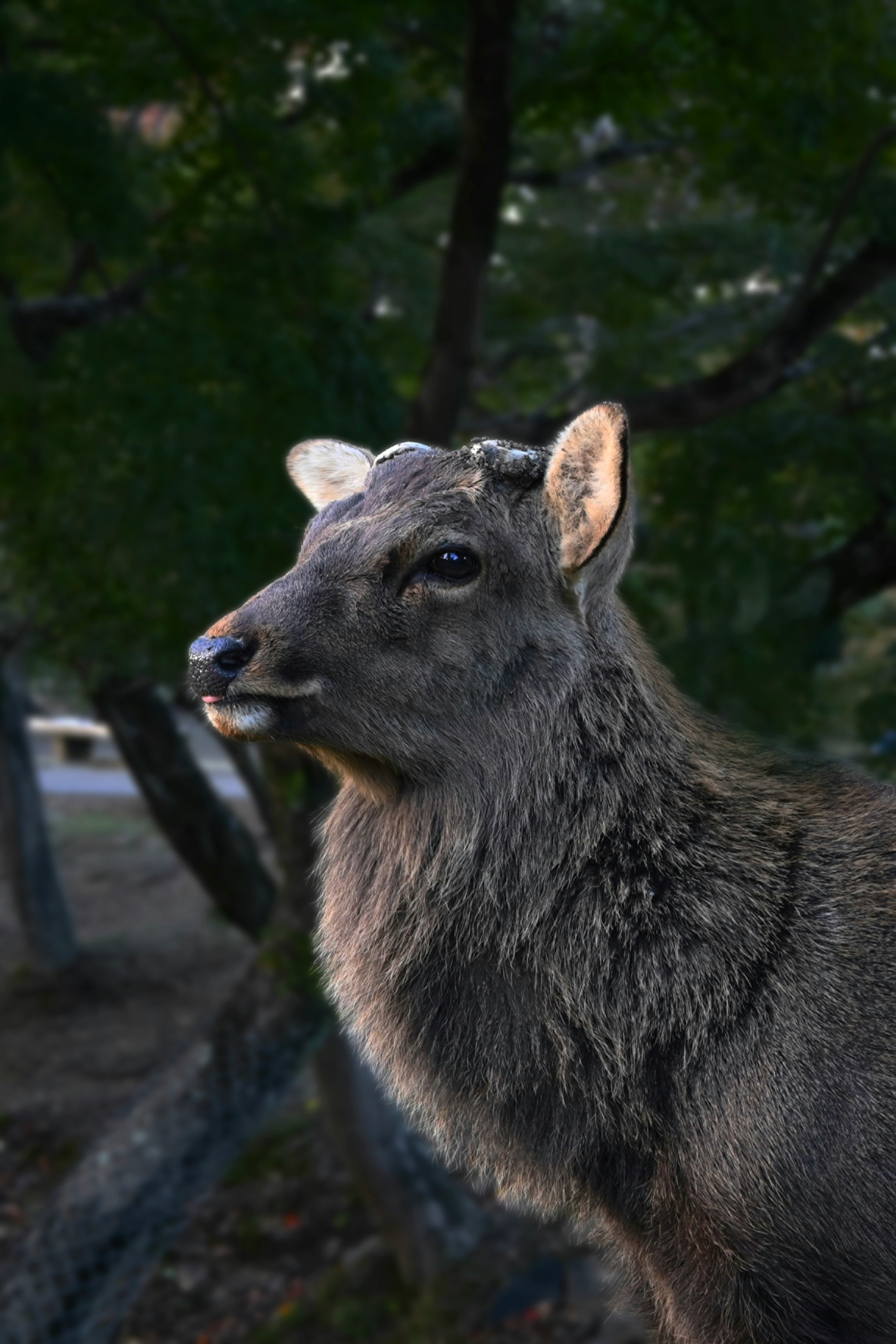 奈良公園の鹿の凛々しい横顔と光と影のバランス