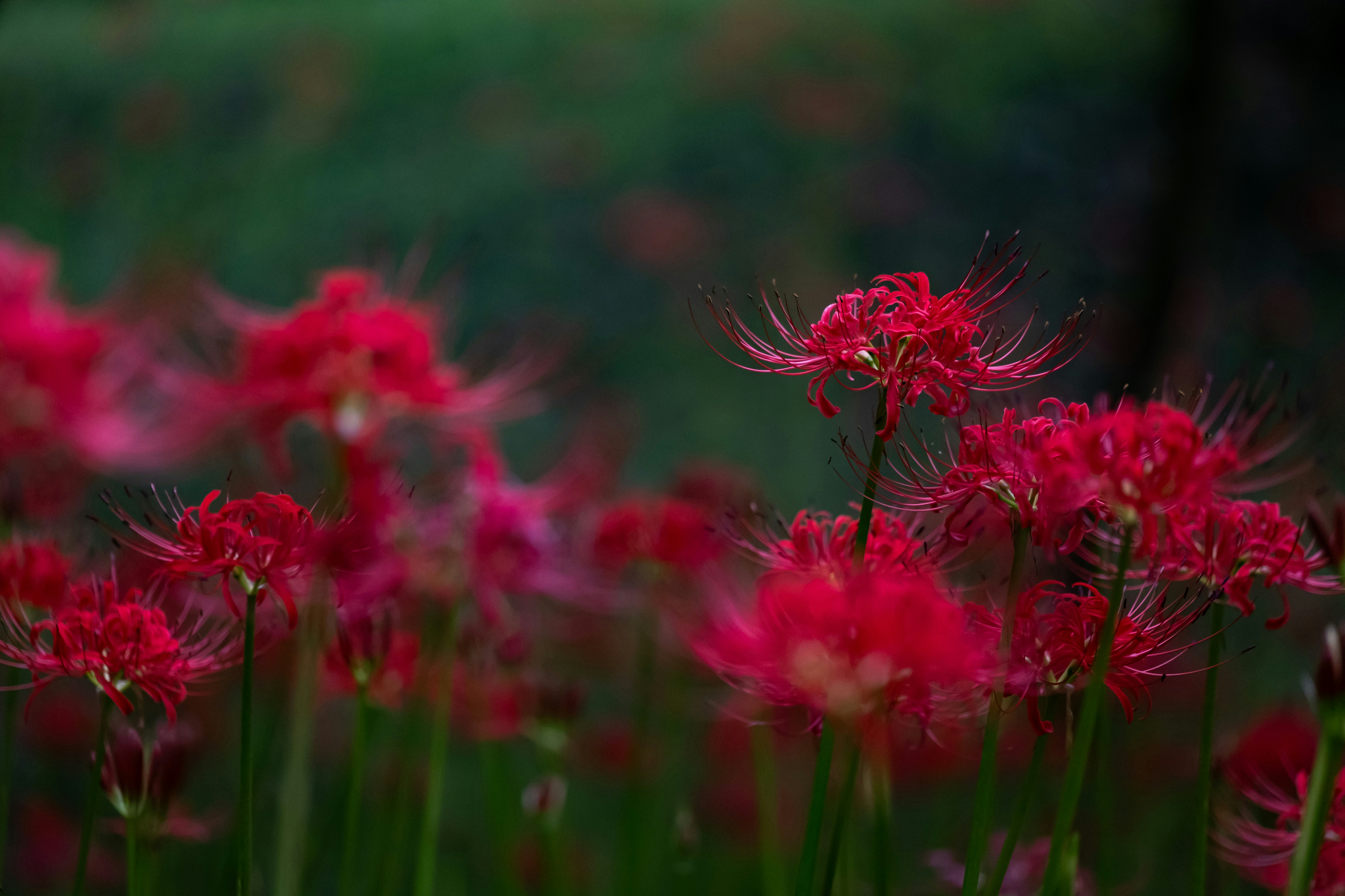 ดอกสไปเดอร์ลิลลี่สีแดงเป็นกลุ่ม พร้อมภาพระยะใกล้ของดอก