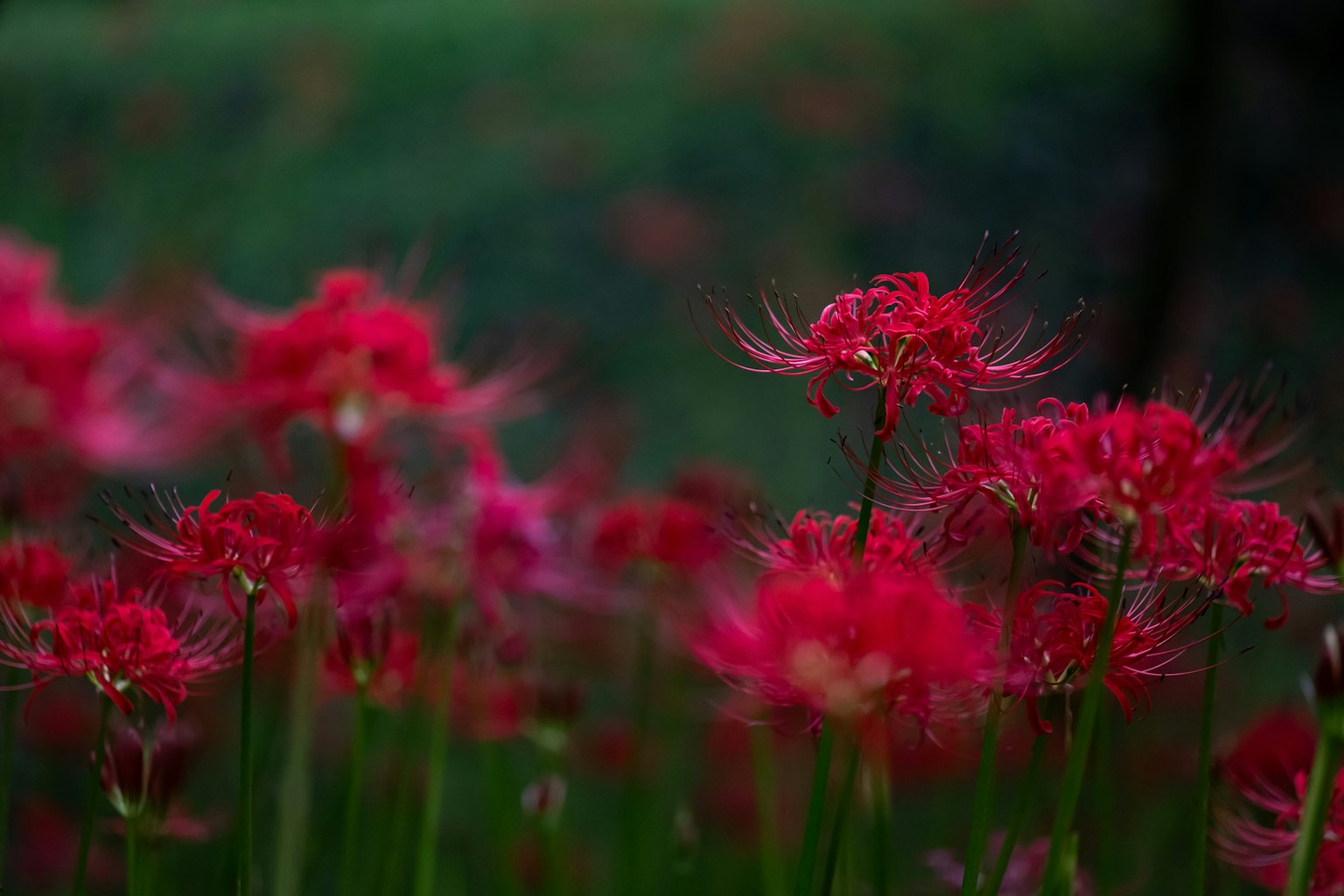 Campo de lirios araña rojos en flor