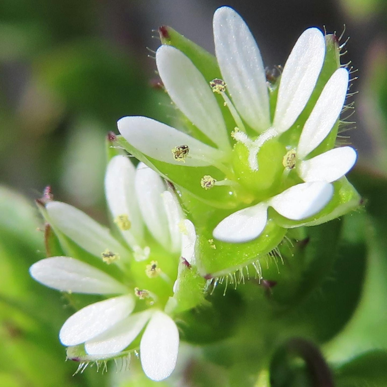 Gros plan d'une plante avec des fleurs blanches et des feuilles vertes