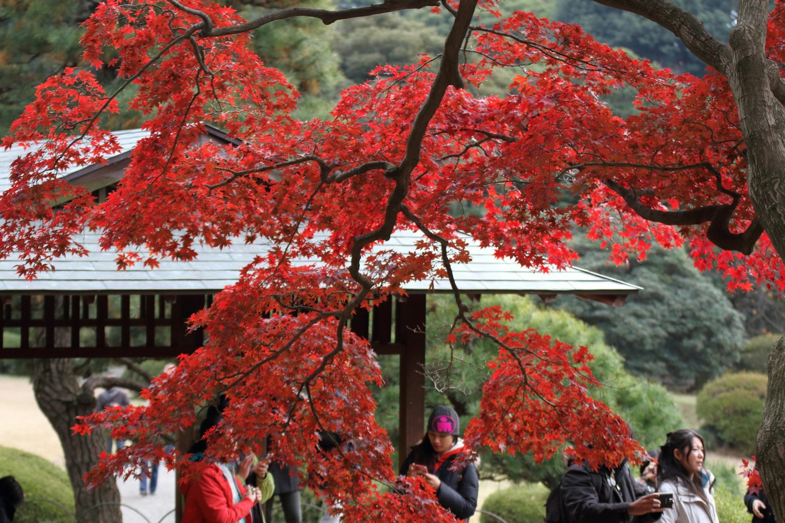 Touristen unter einem lebhaften roten Ahornbaum in der Nähe eines traditionellen japanischen Gebäudes