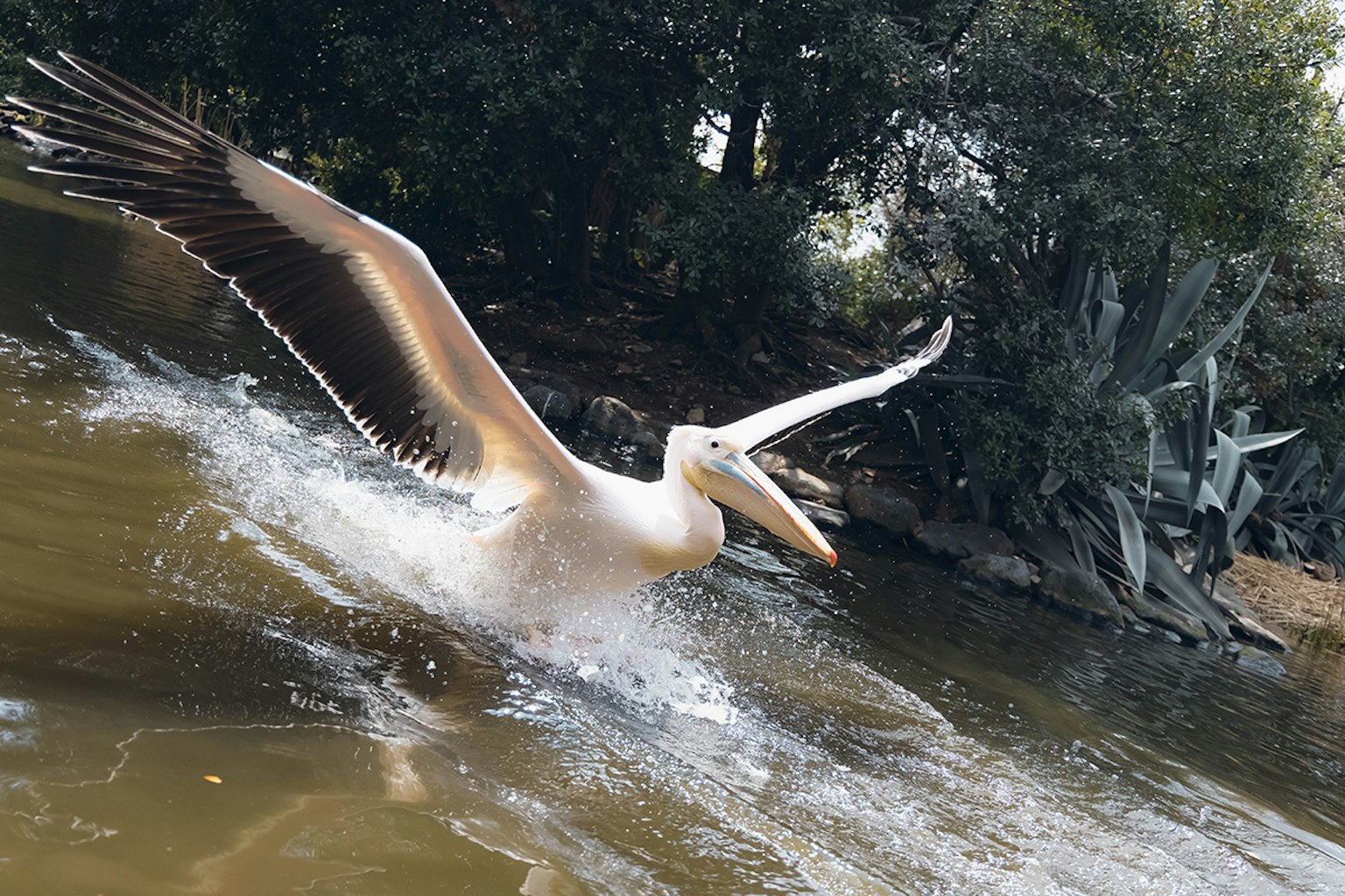 Pelican taking off from the water with wings spread wide